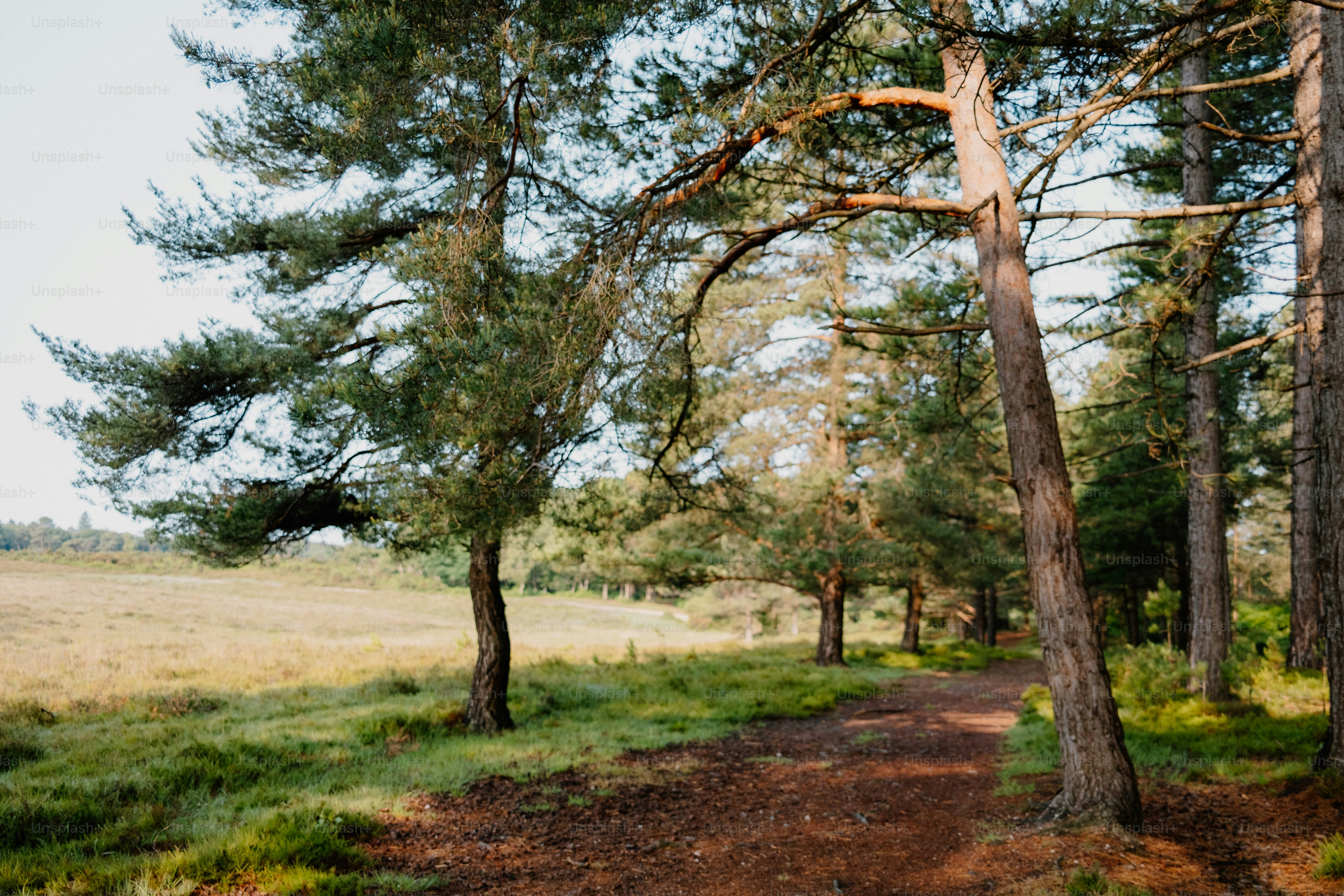 Trees surround a path in a sunny meadow.