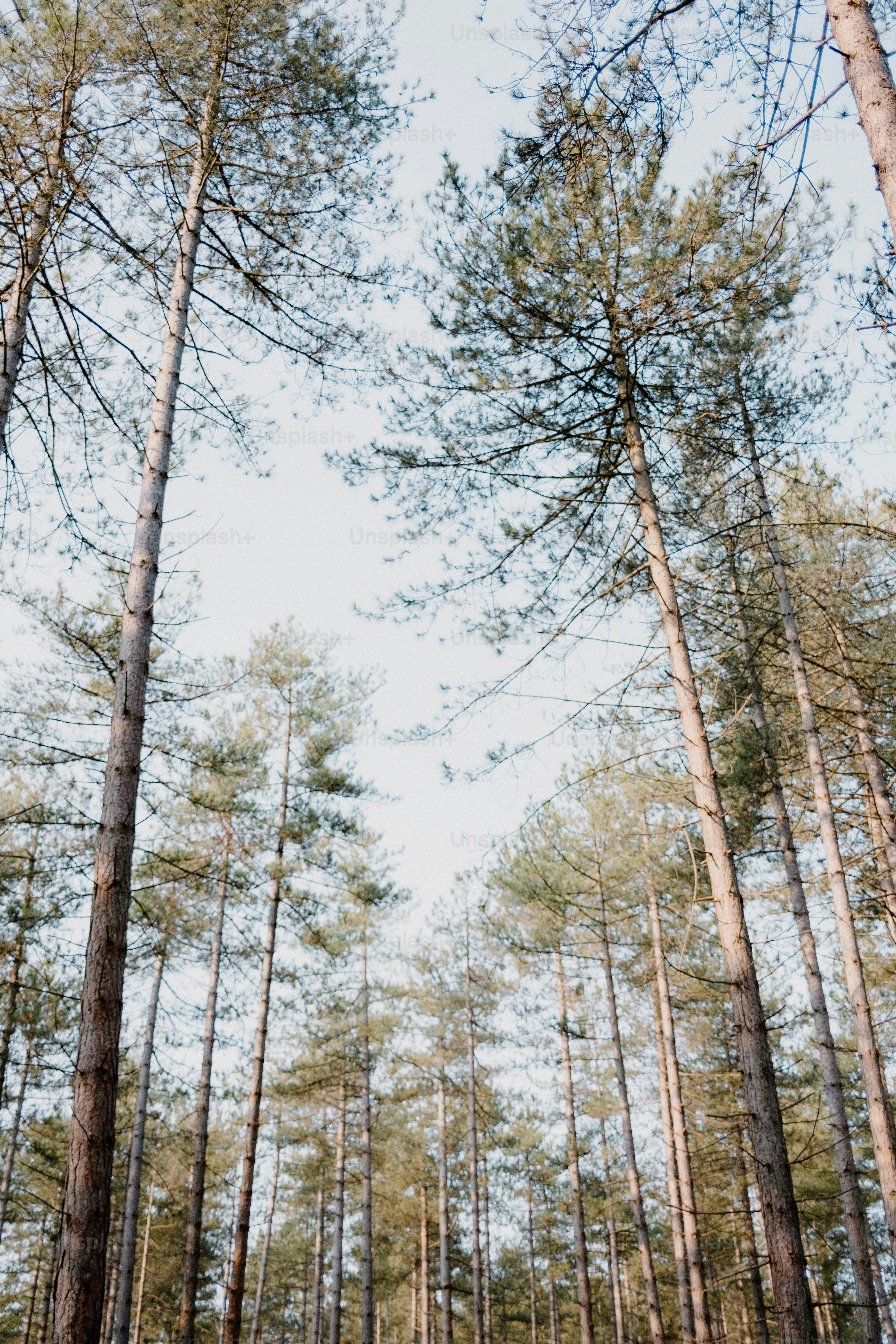 Tall pine trees reach towards the sky. photo – Forest Image on Unsplash