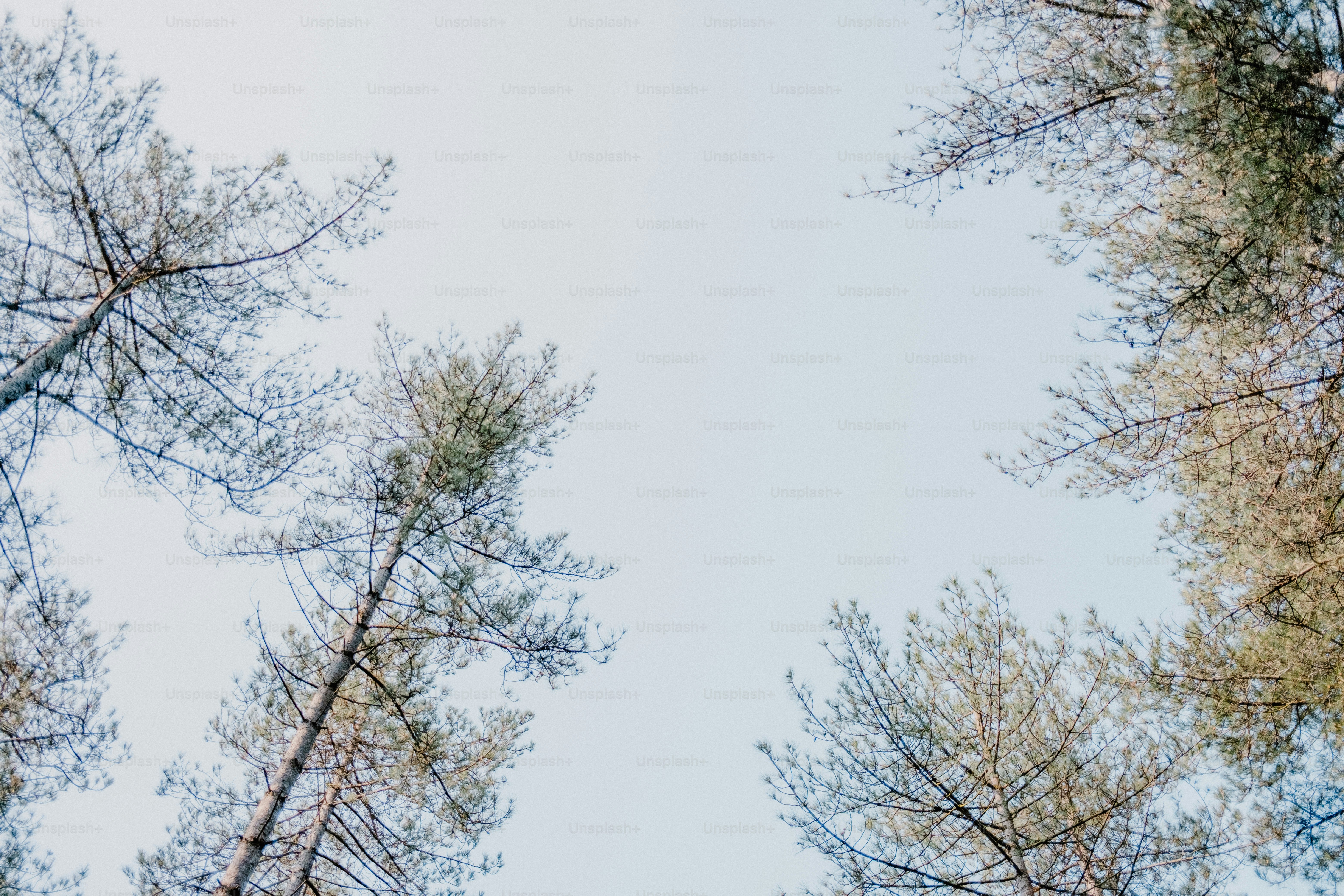 Tall pine trees reach towards the sky. photo – Forest Image on Unsplash