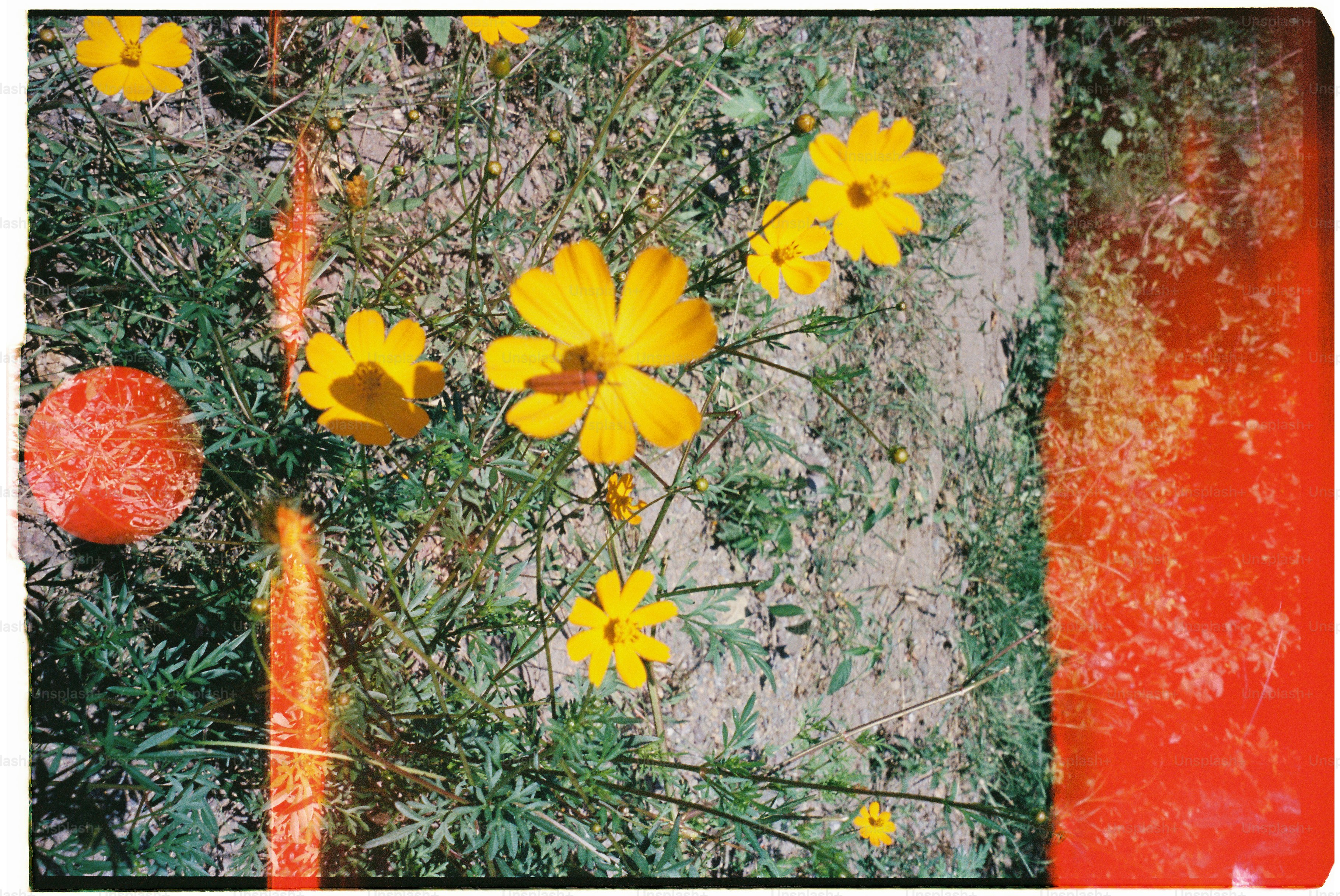 Yellow flowers bloom amidst green grass.