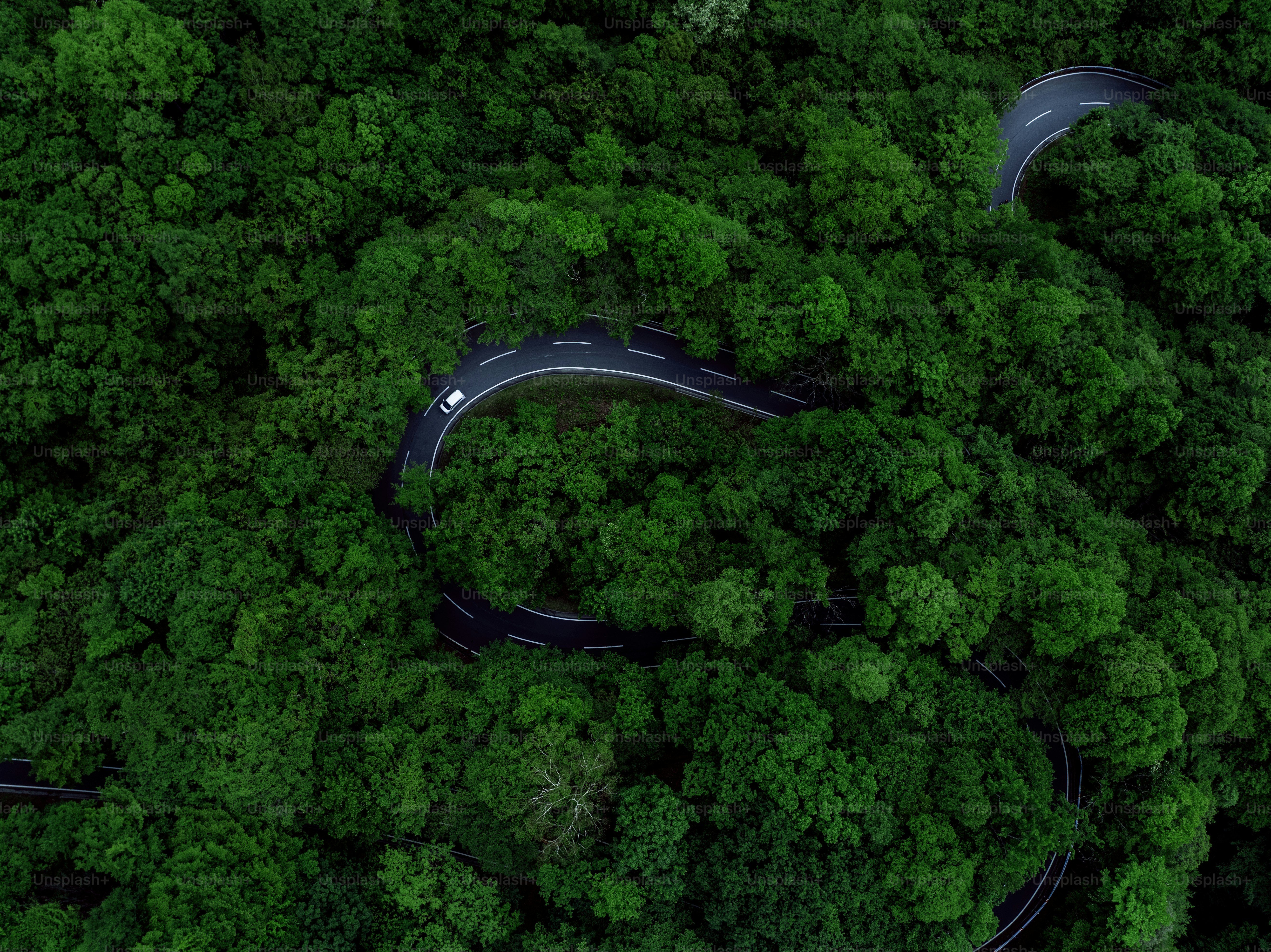 Winding road carves through lush, green forest.