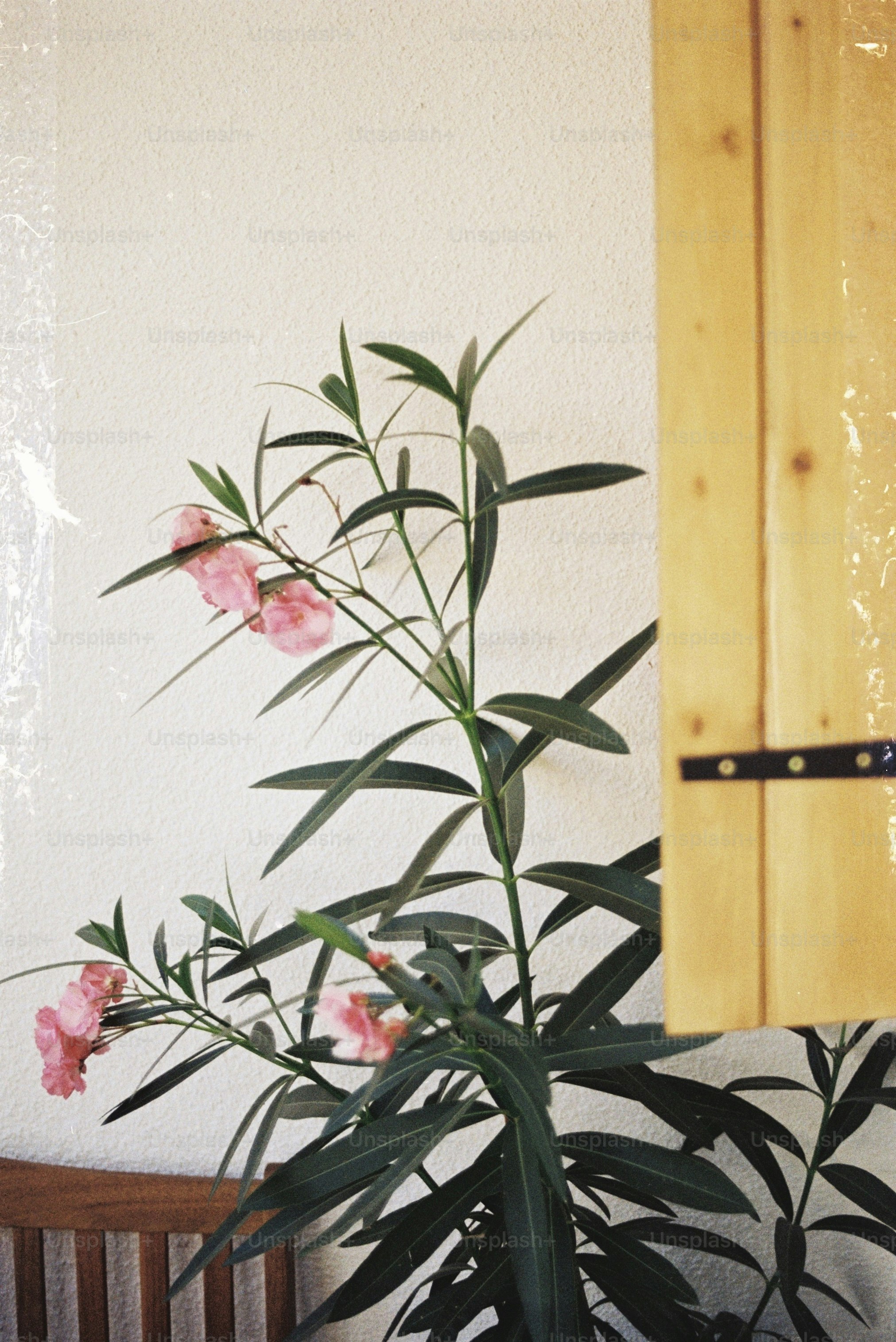 Plant with pink flowers near a wooden surface.