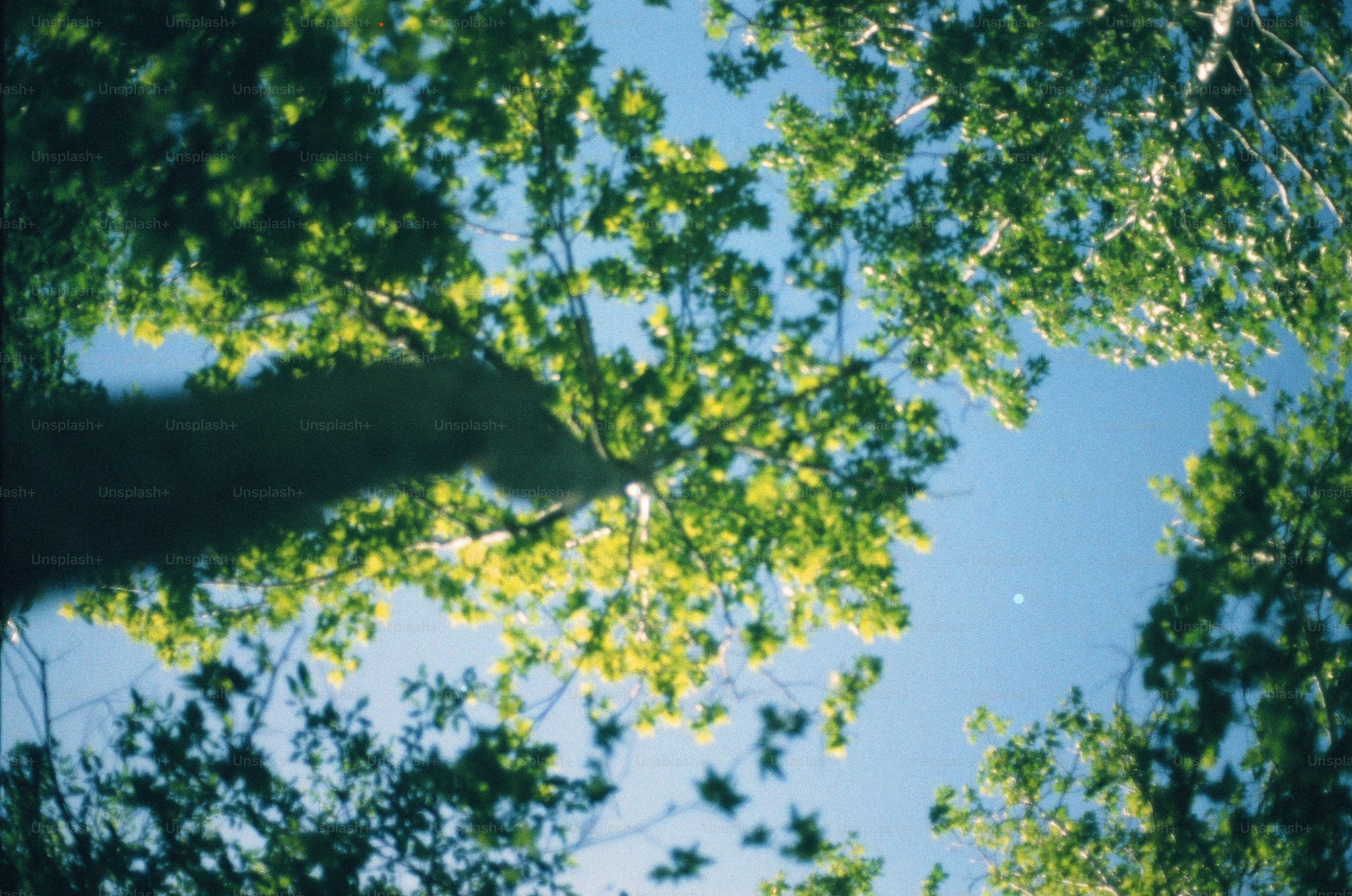 Looking up through trees to the blue sky.
