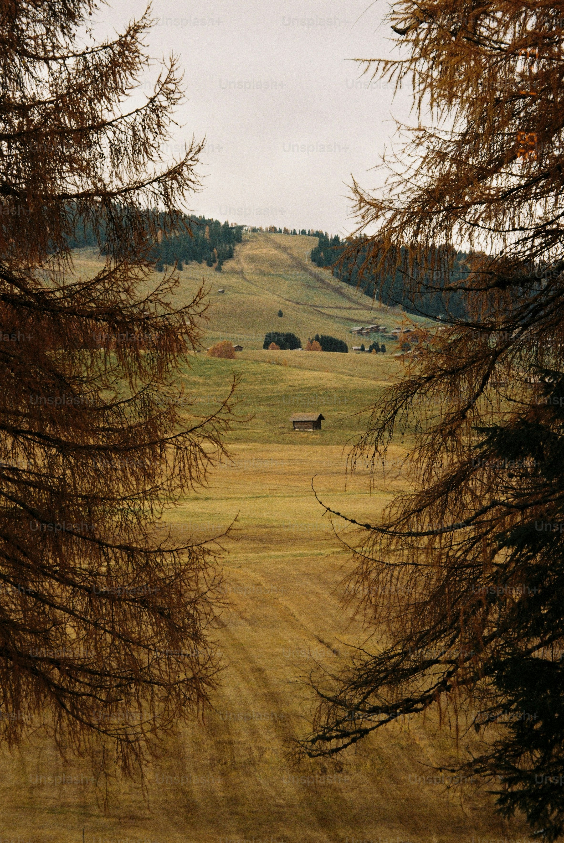 Eine Landschaftsszene zeigt einen Hang und Bäume.