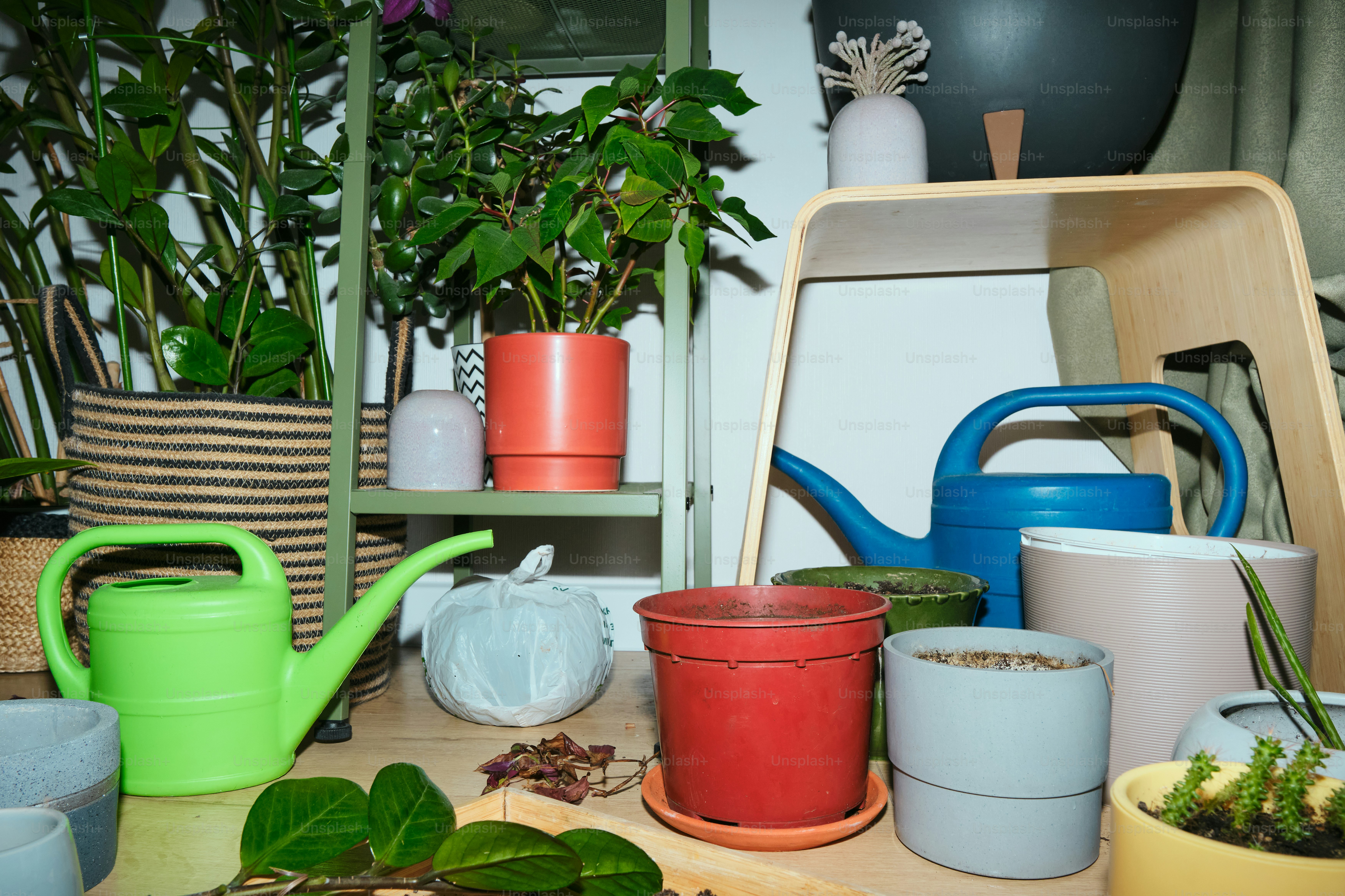 Various potted plants and watering cans are arranged.