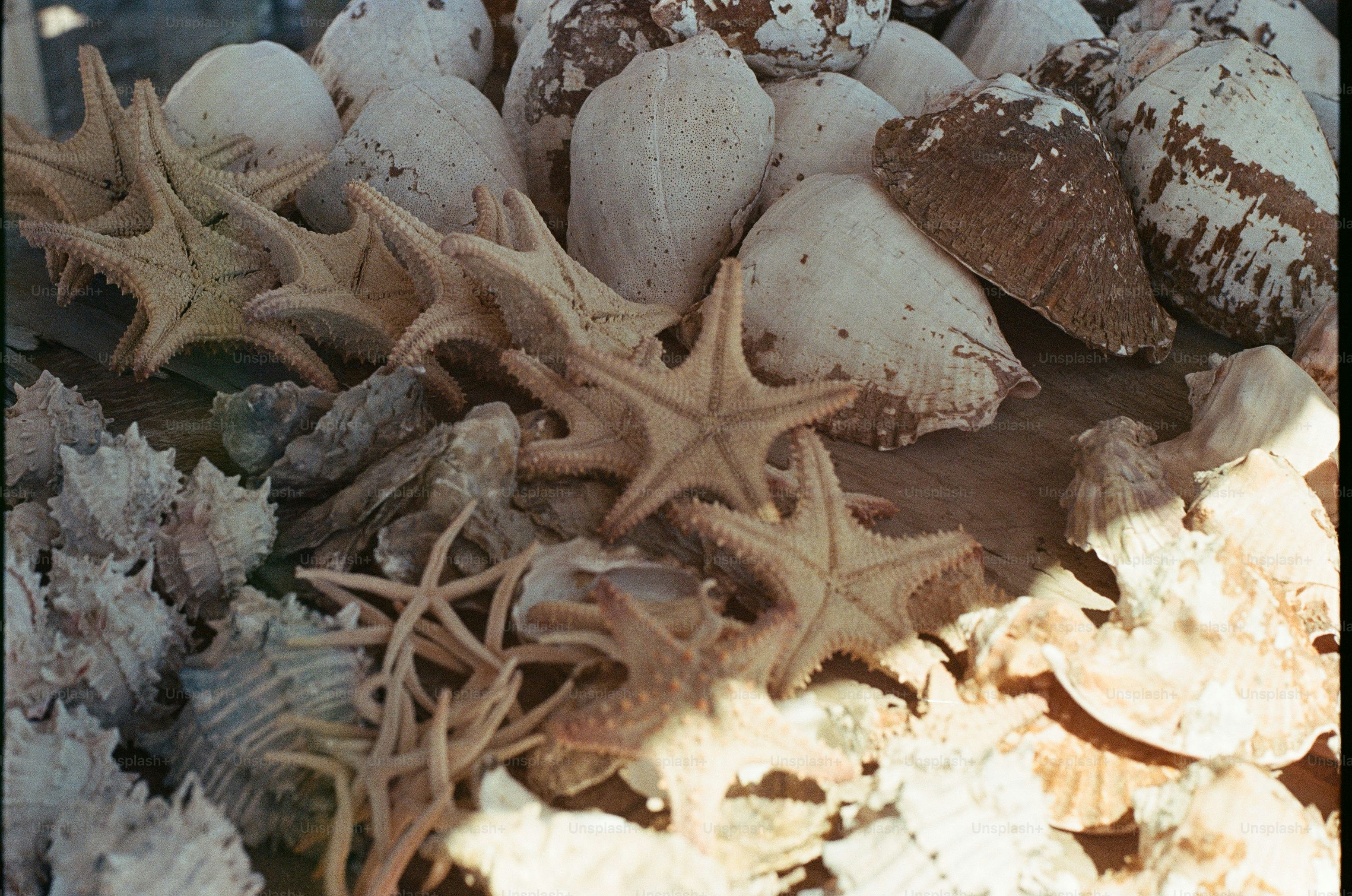 Starfish and seashells are neatly displayed.