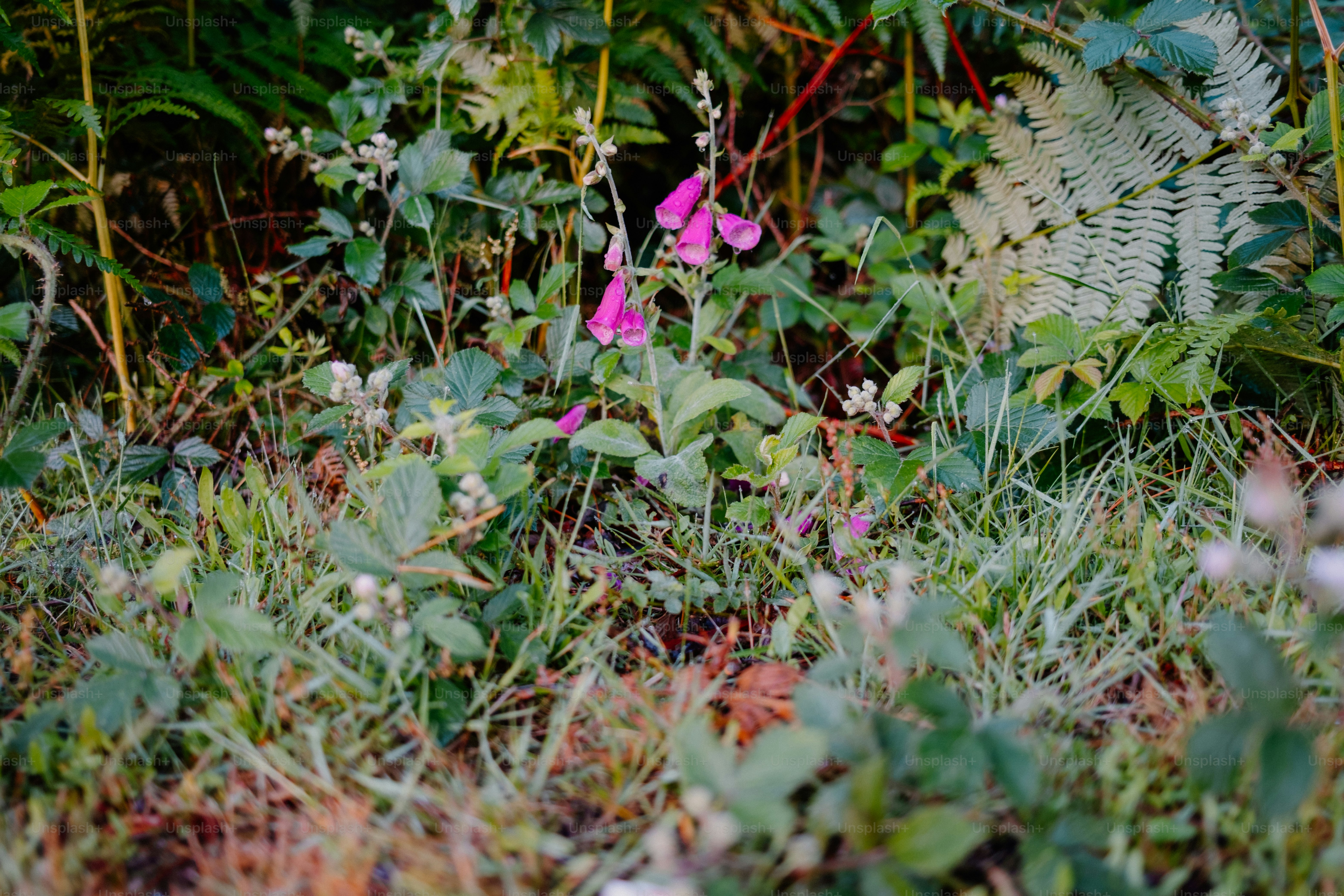 Pink flowers bloom among the lush greenery.