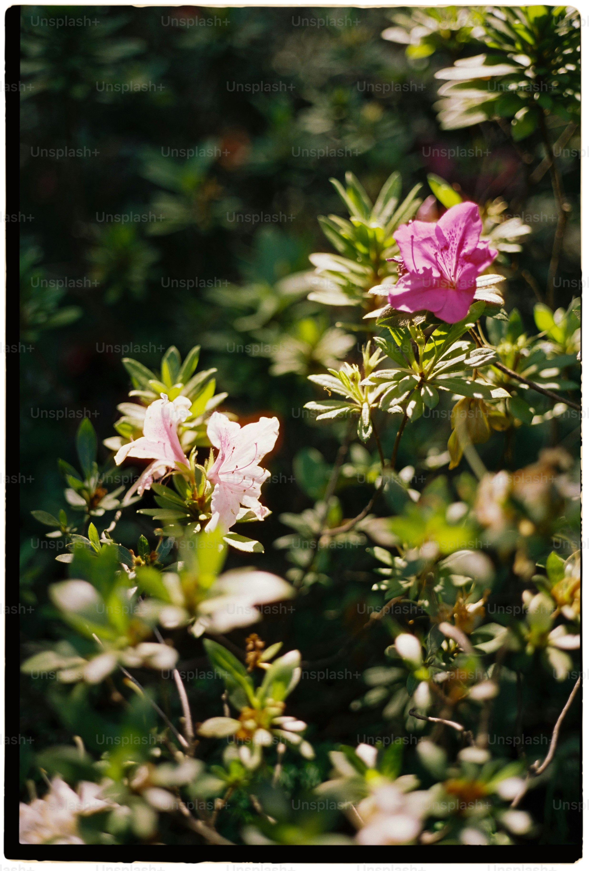 Pink flowers bloom amongst green foliage.