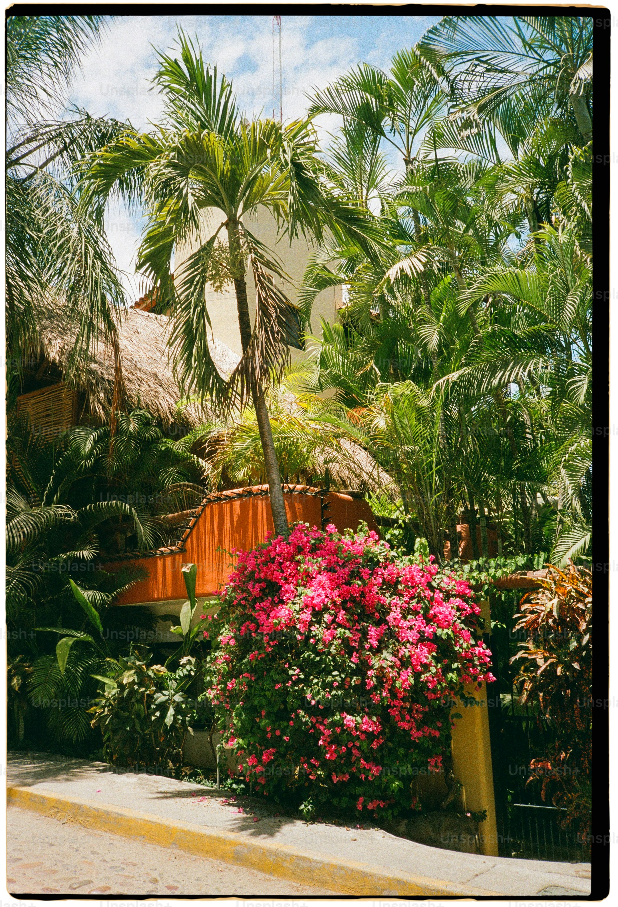 La flora e l'architettura tropicale creano una scena soleggiata.
