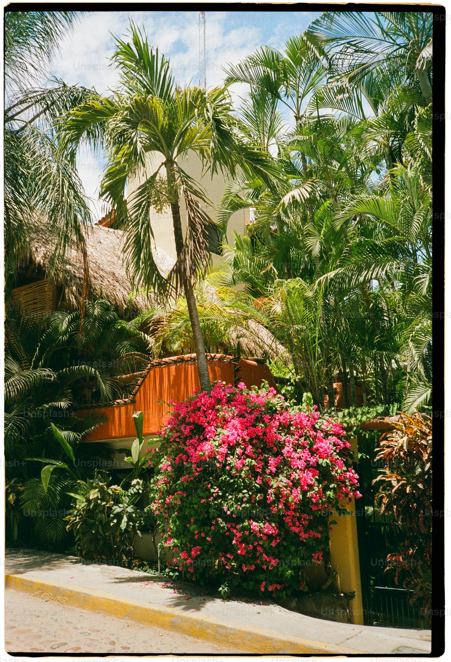 Private backyard with tall plants and decorative screen