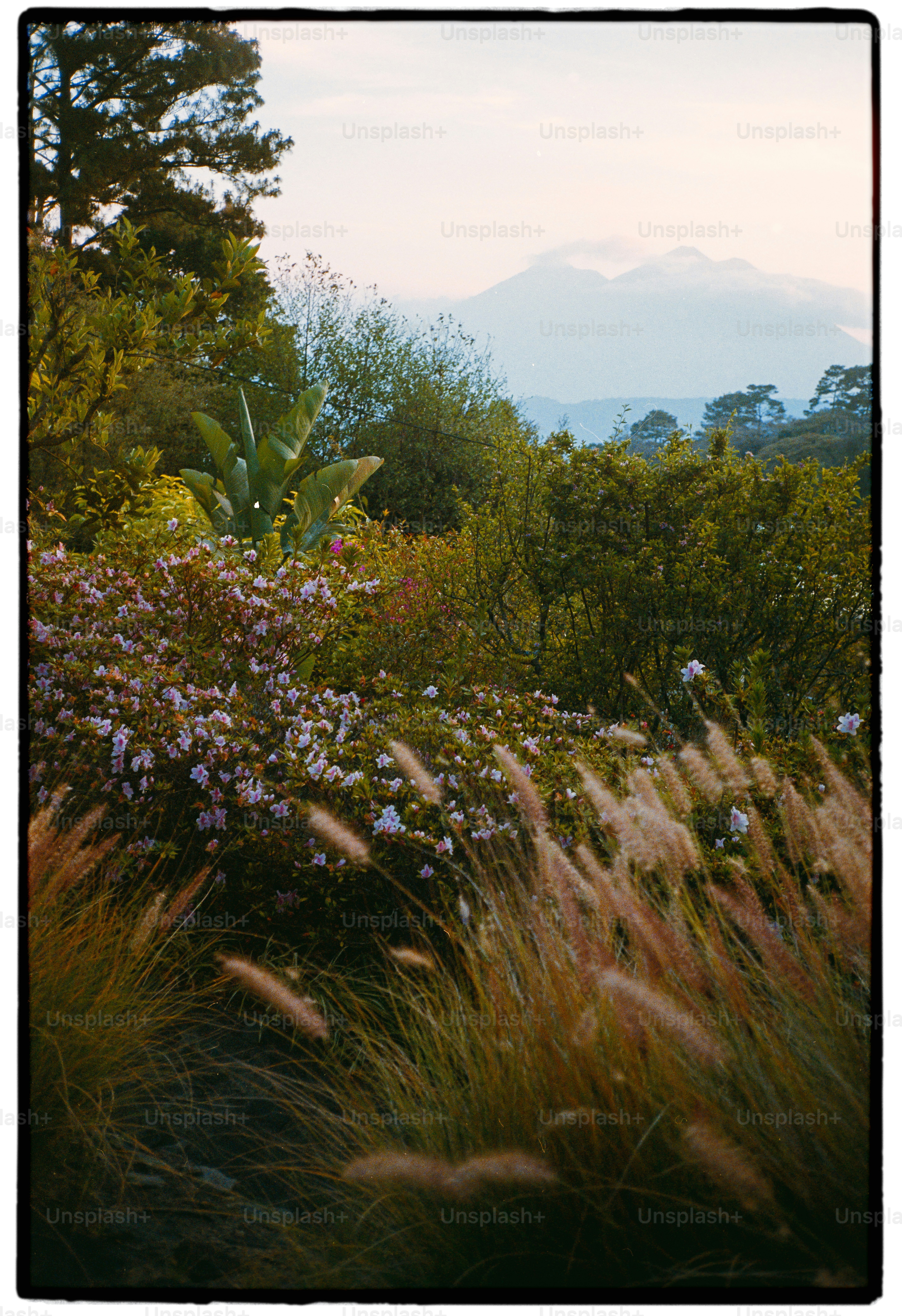 Lush garden with mountains in the distance