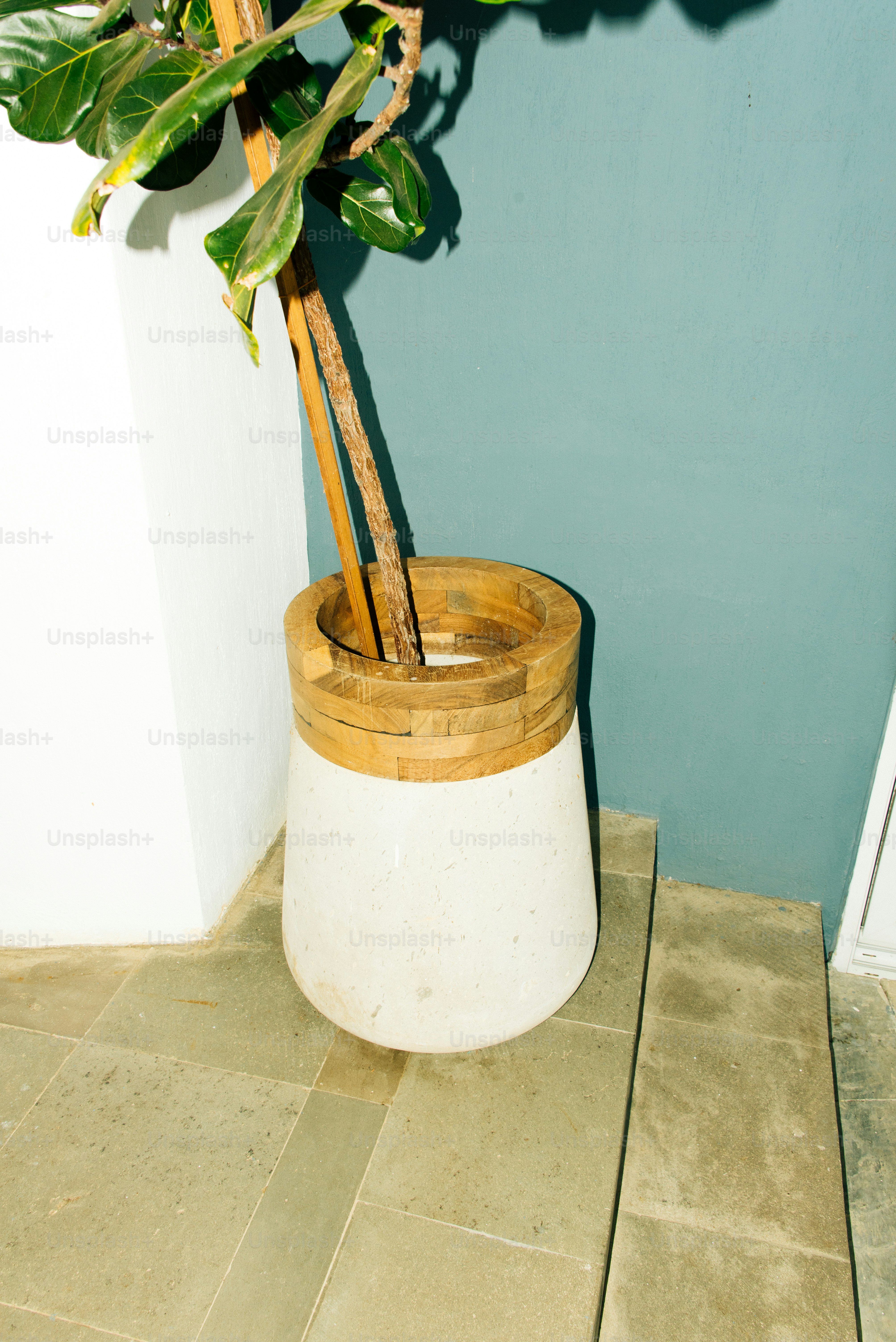 A potted plant sits near a teal wall.