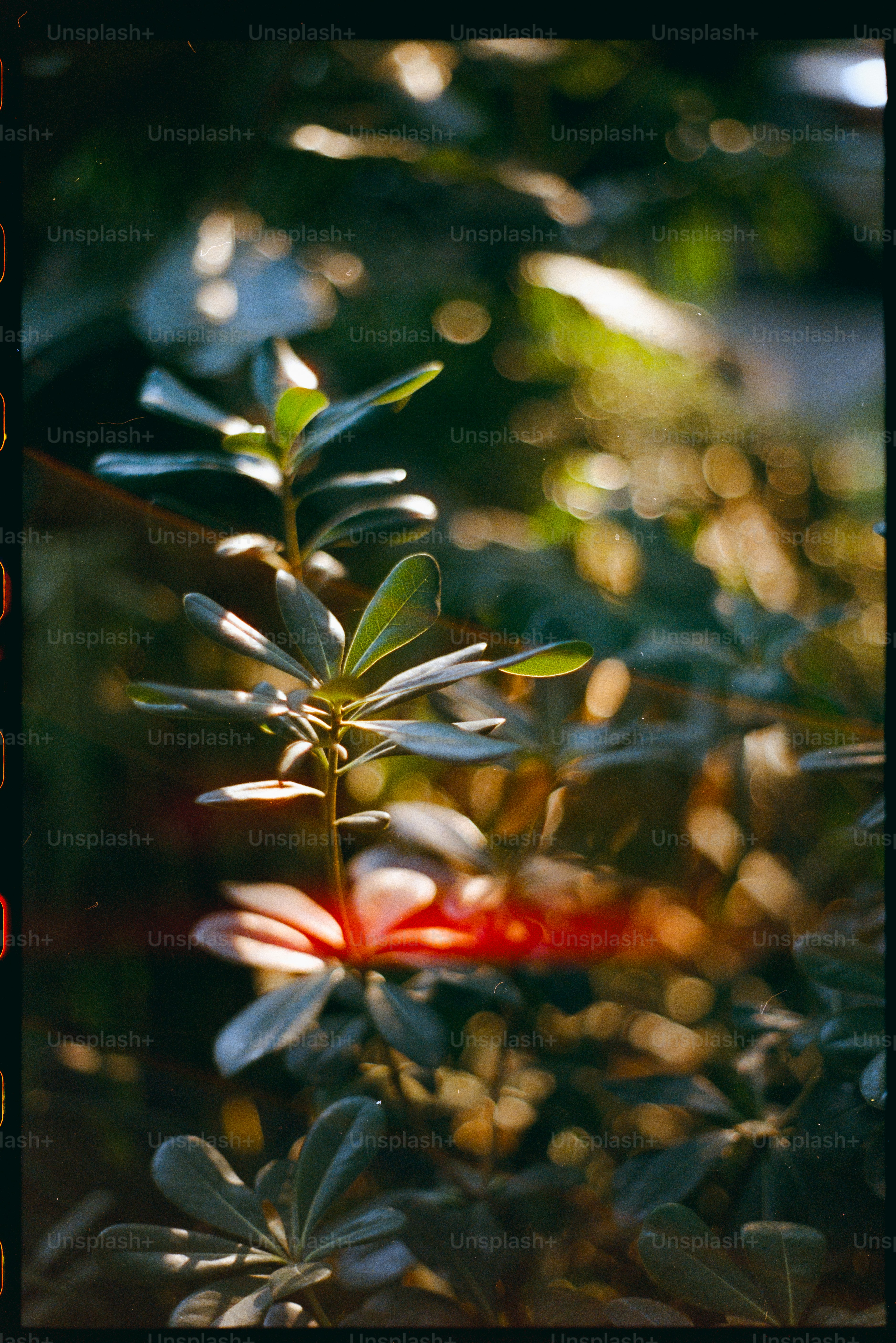 Plants are in focus with sun glare.