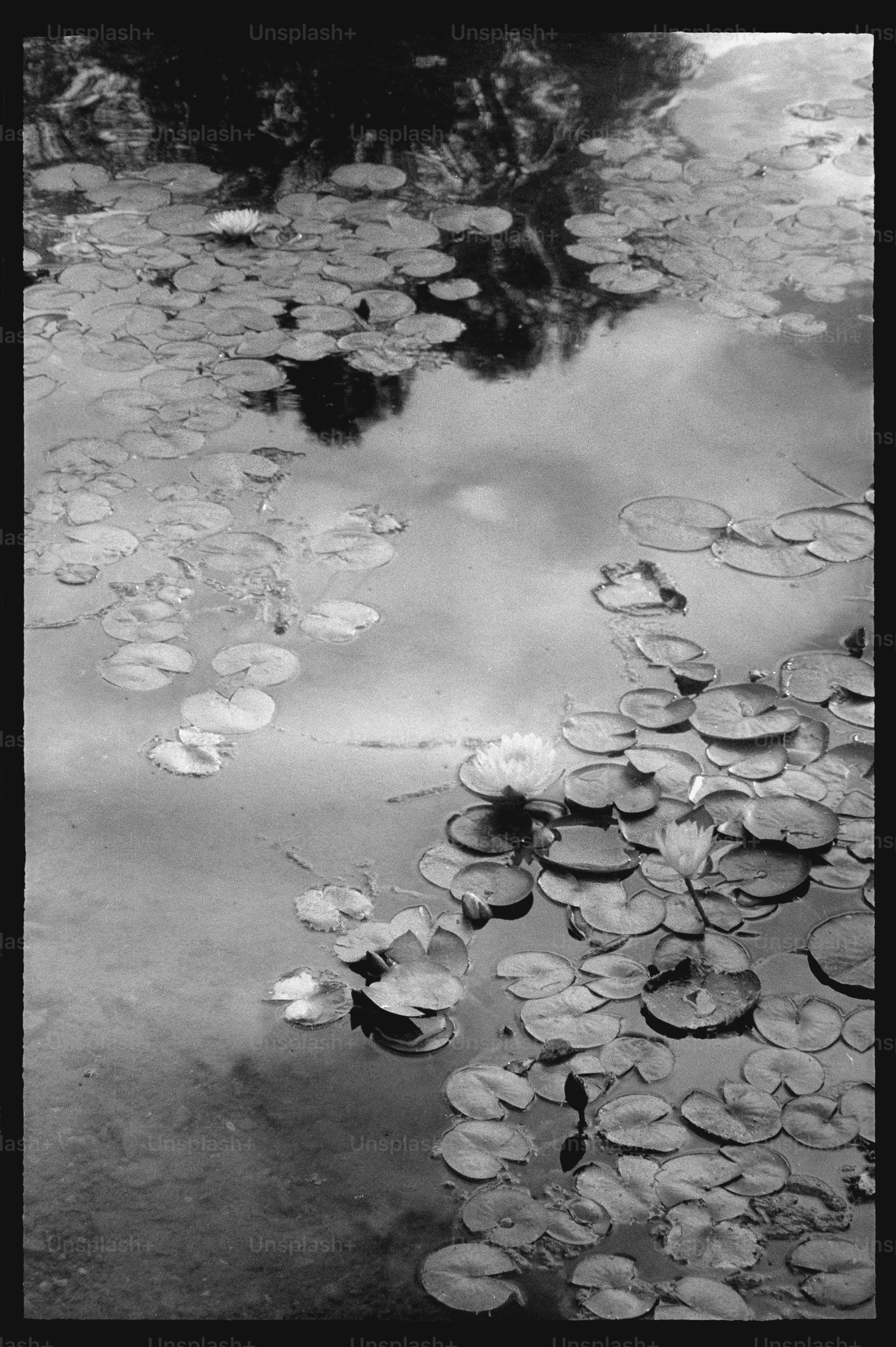 A July 4th Reflection