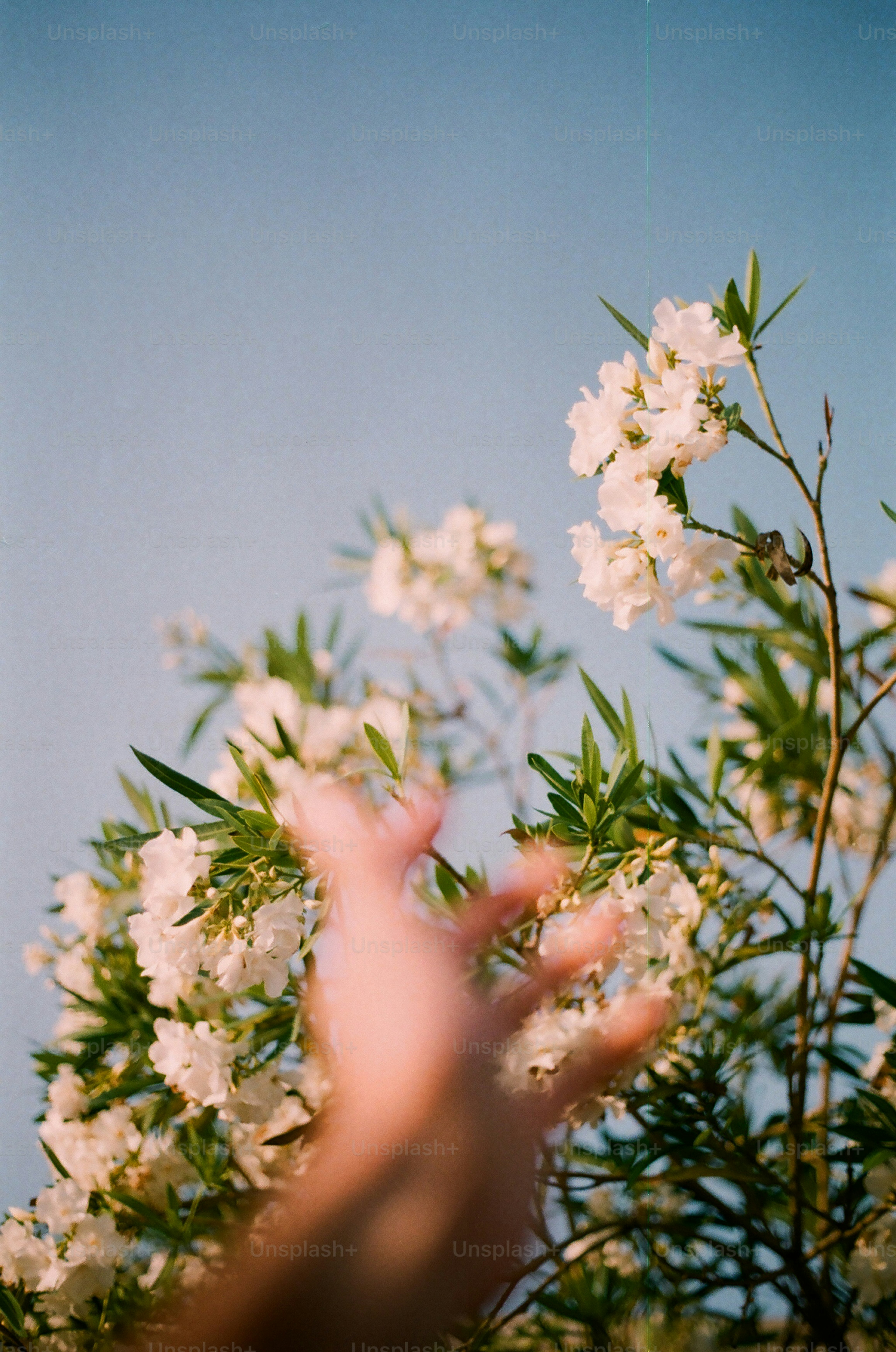 A hand reaches for delicate, white blossoms.