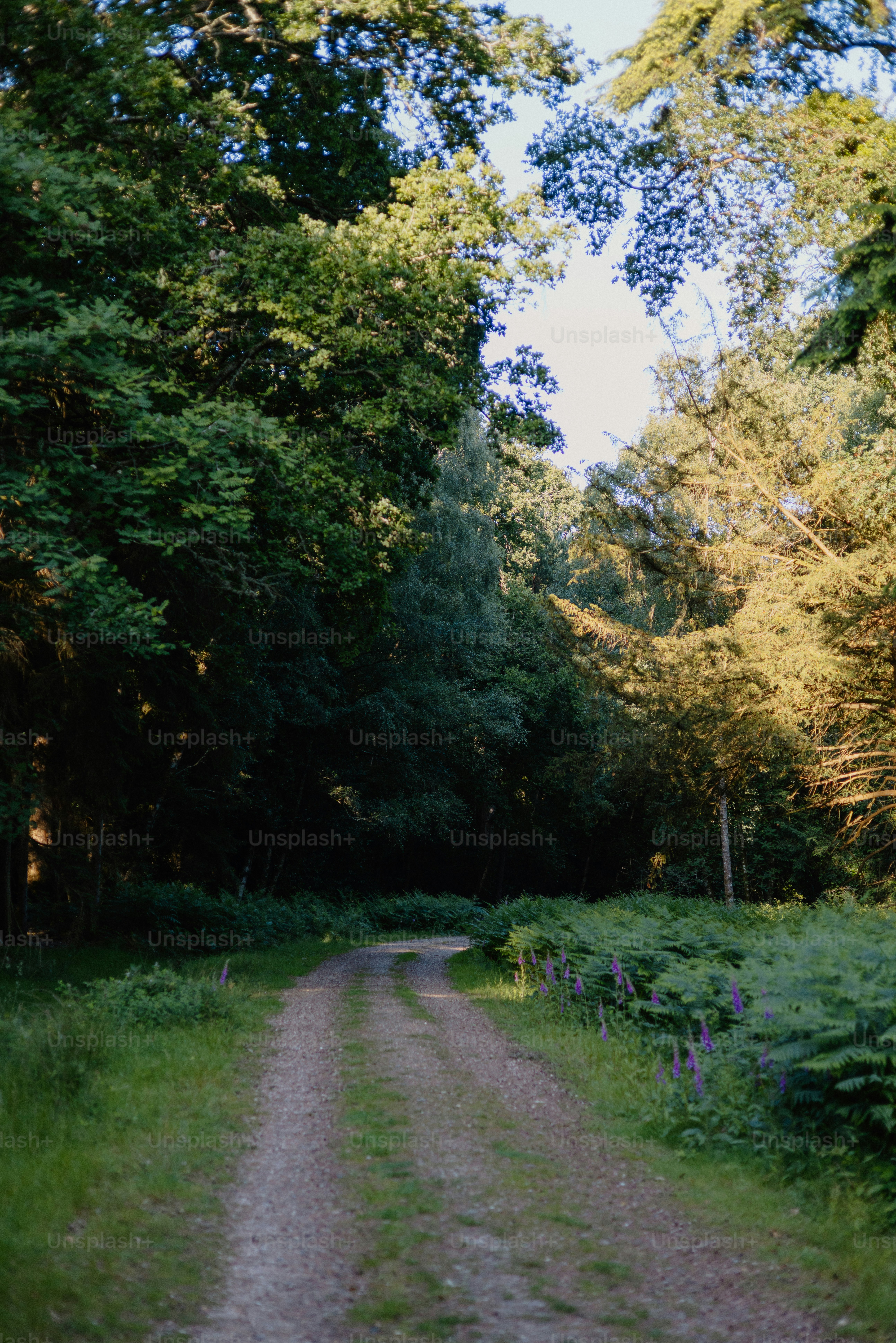 A winding path leads through a lush forest.