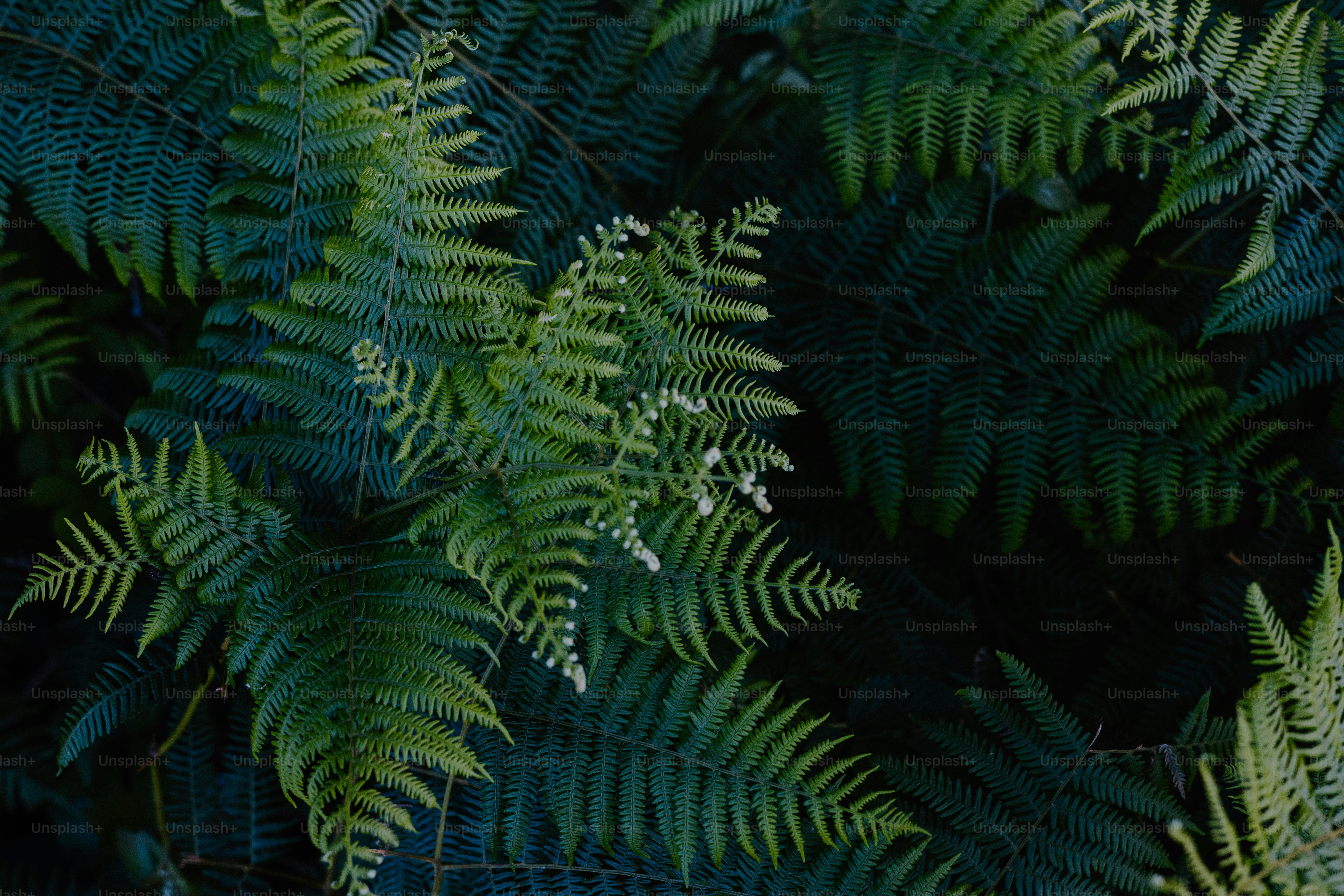 Grüne Farne schaffen eine wunderschöne, natürliche Landschaft.