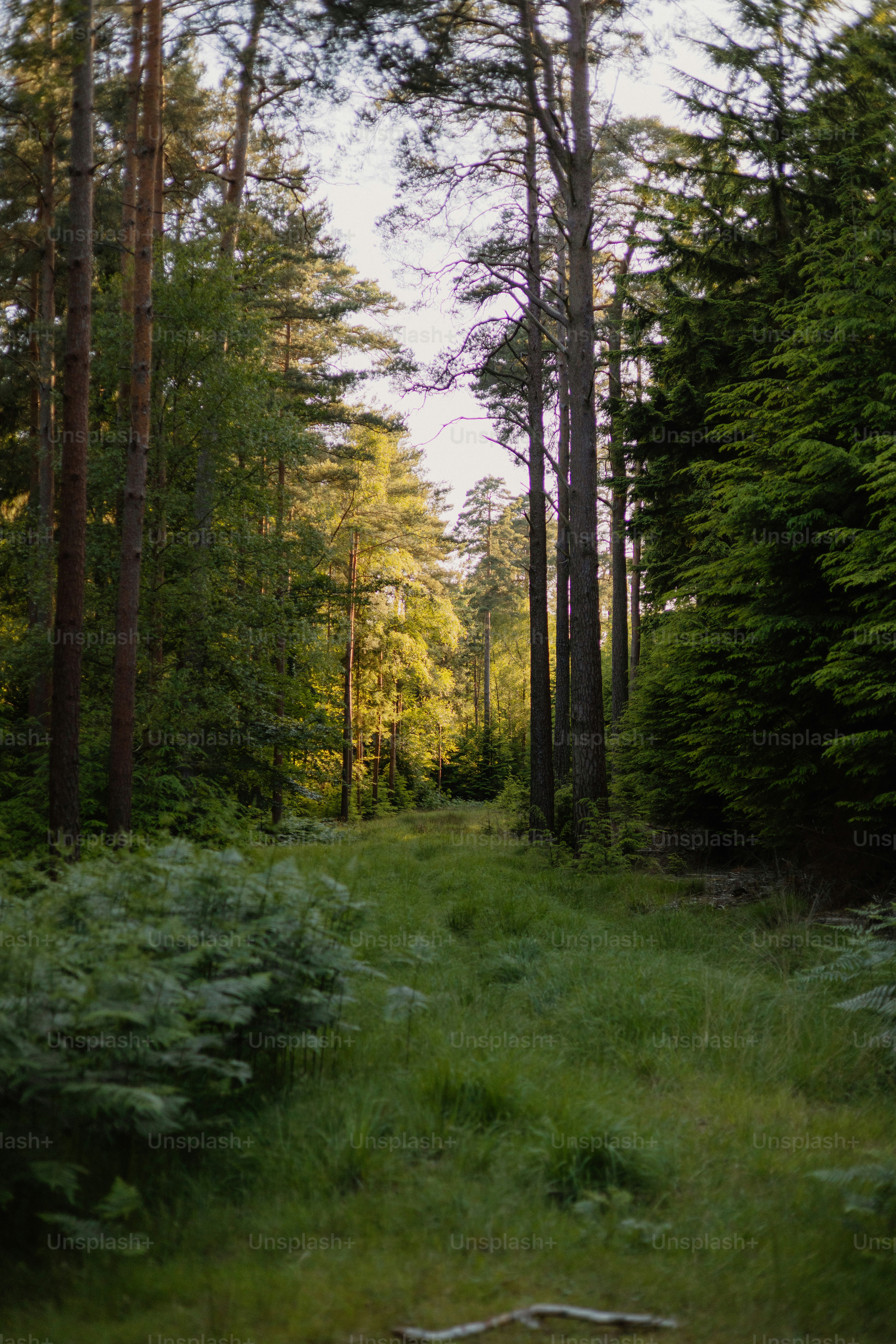 Ein Weg schlängelt sich durch einen sonnenbeschienenen Wald.
