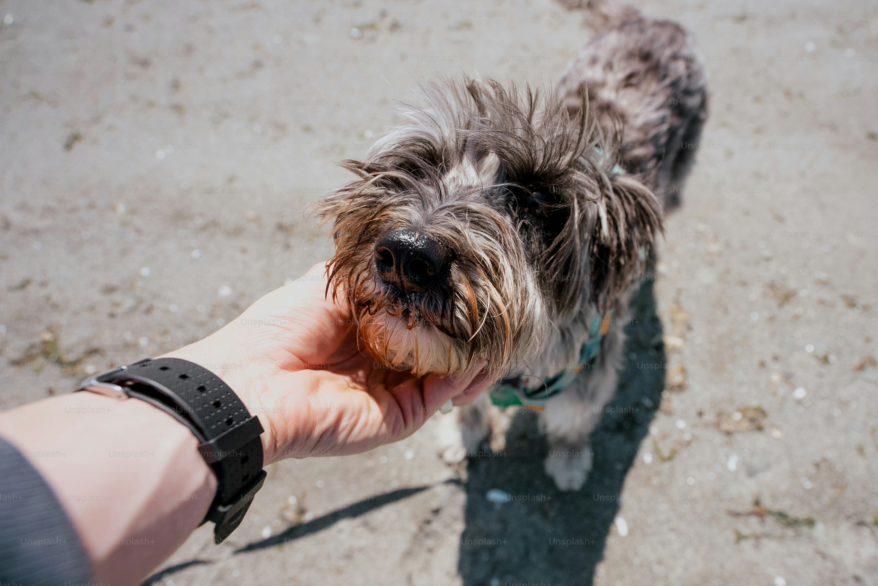 Eine Hand, die einen kleinen, niedlichen Hund streichelt.