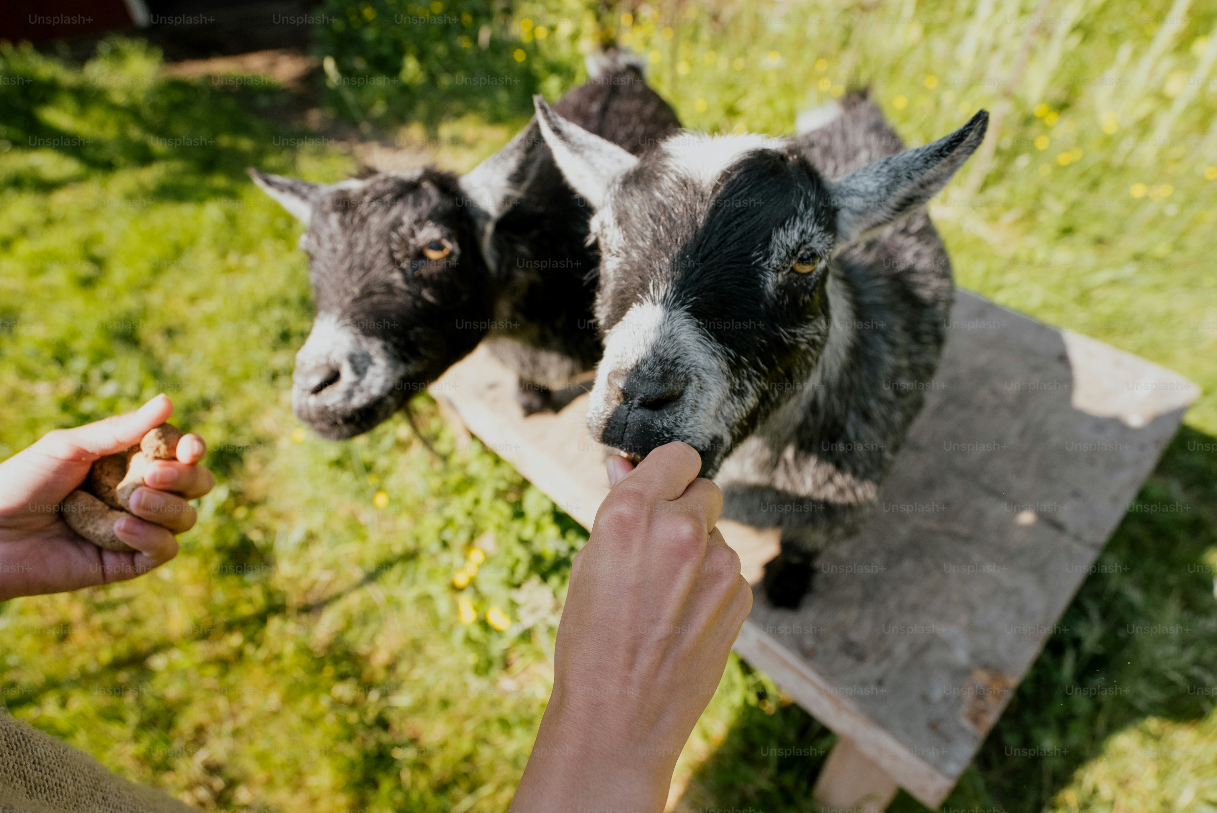 A person feeds two goats a treat.