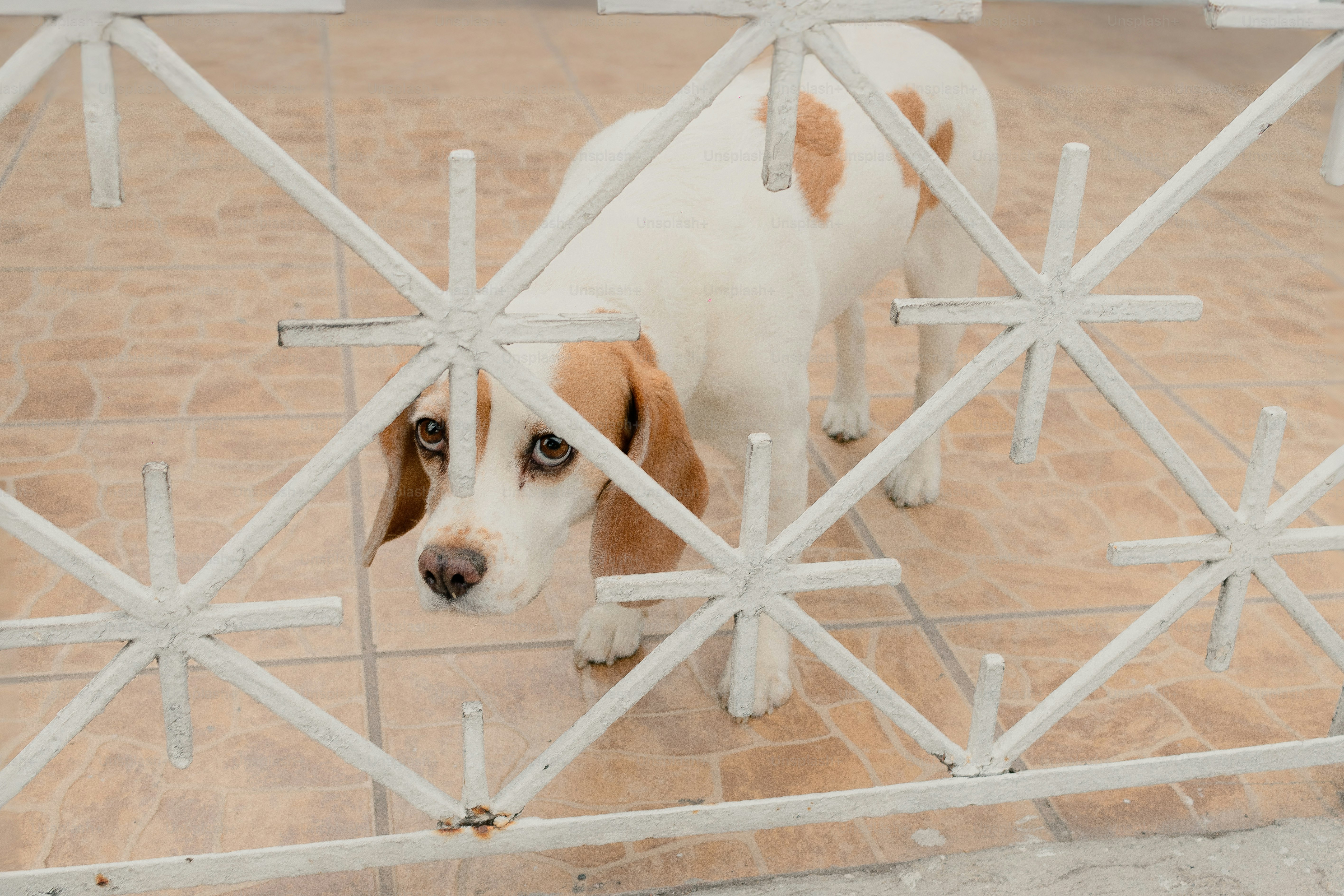 Ein Beagle-Hund schaut durch einen weißen Zaun.