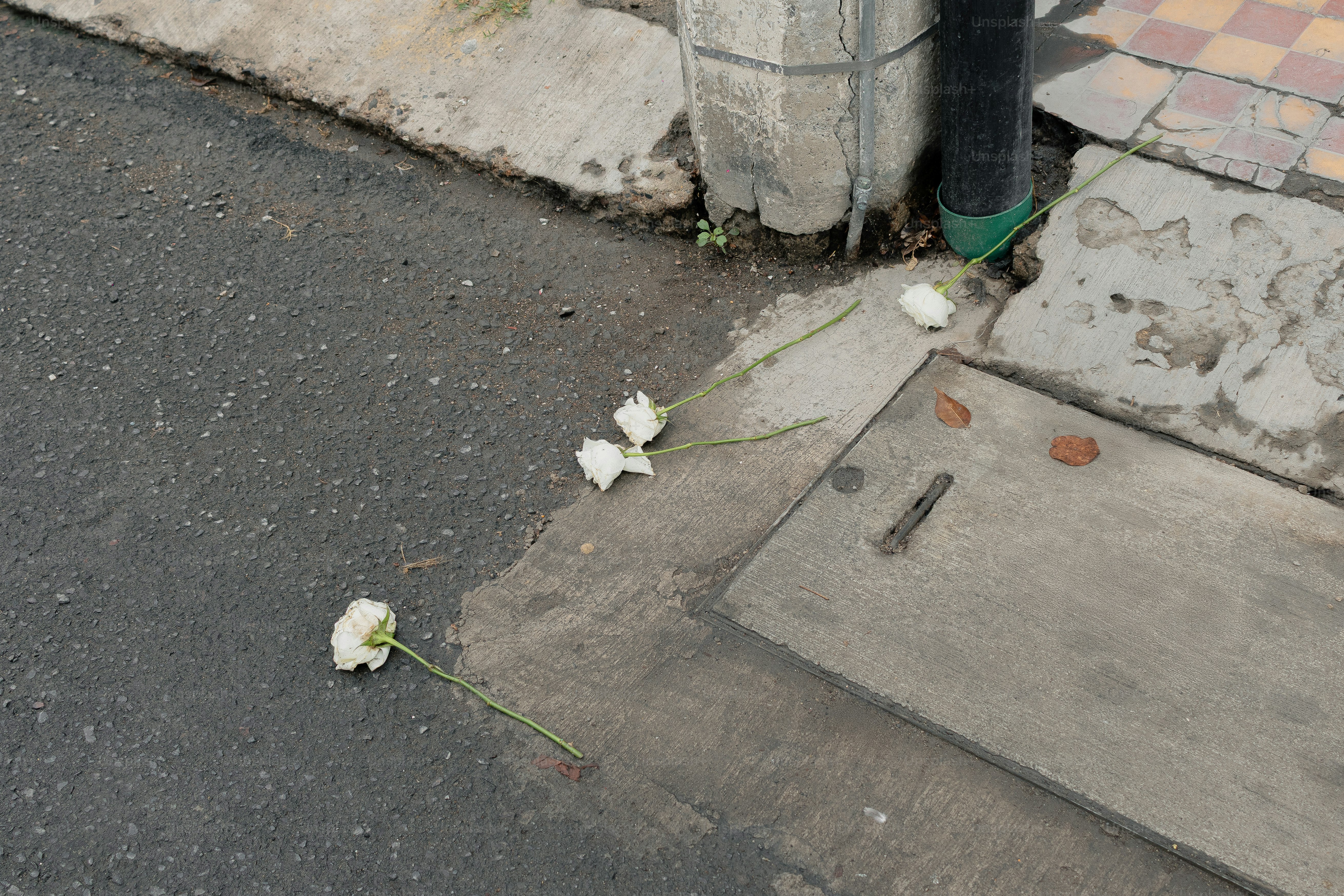 Des fleurs blanches reposent sur un trottoir mouillé.