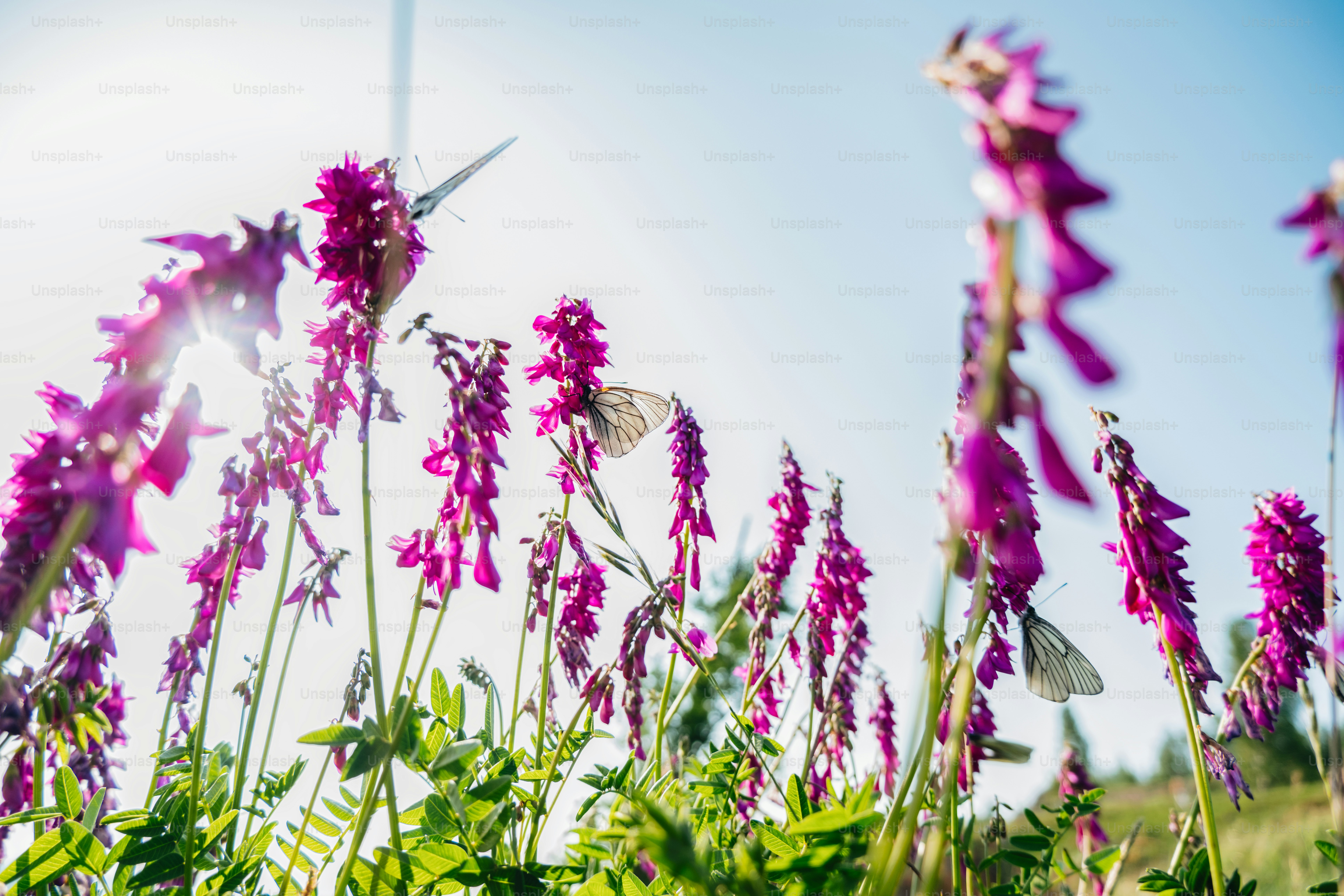 Butterflies perch on purple flowers in sunlight.
