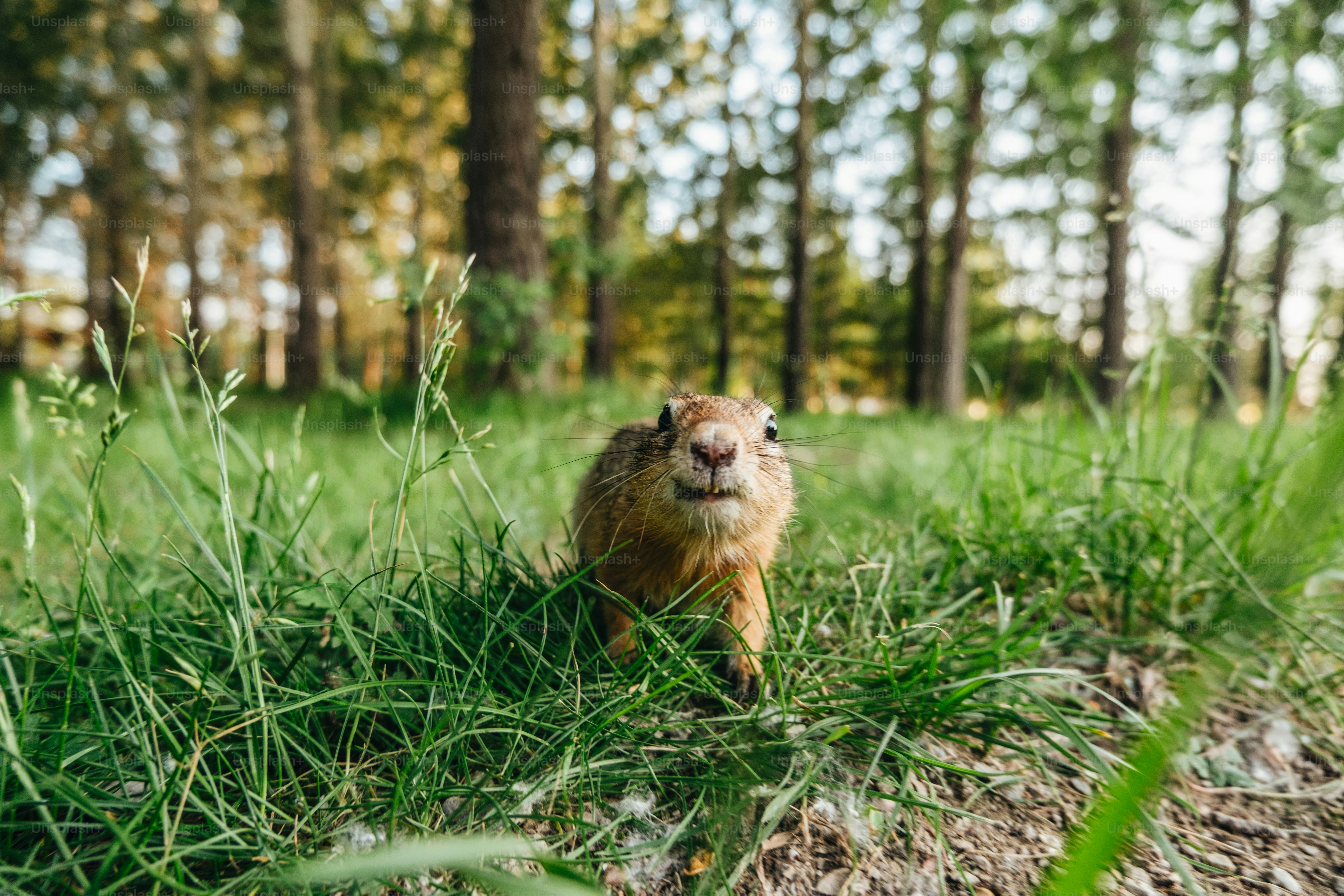 Ein Murmeltier schaut geradeaus.