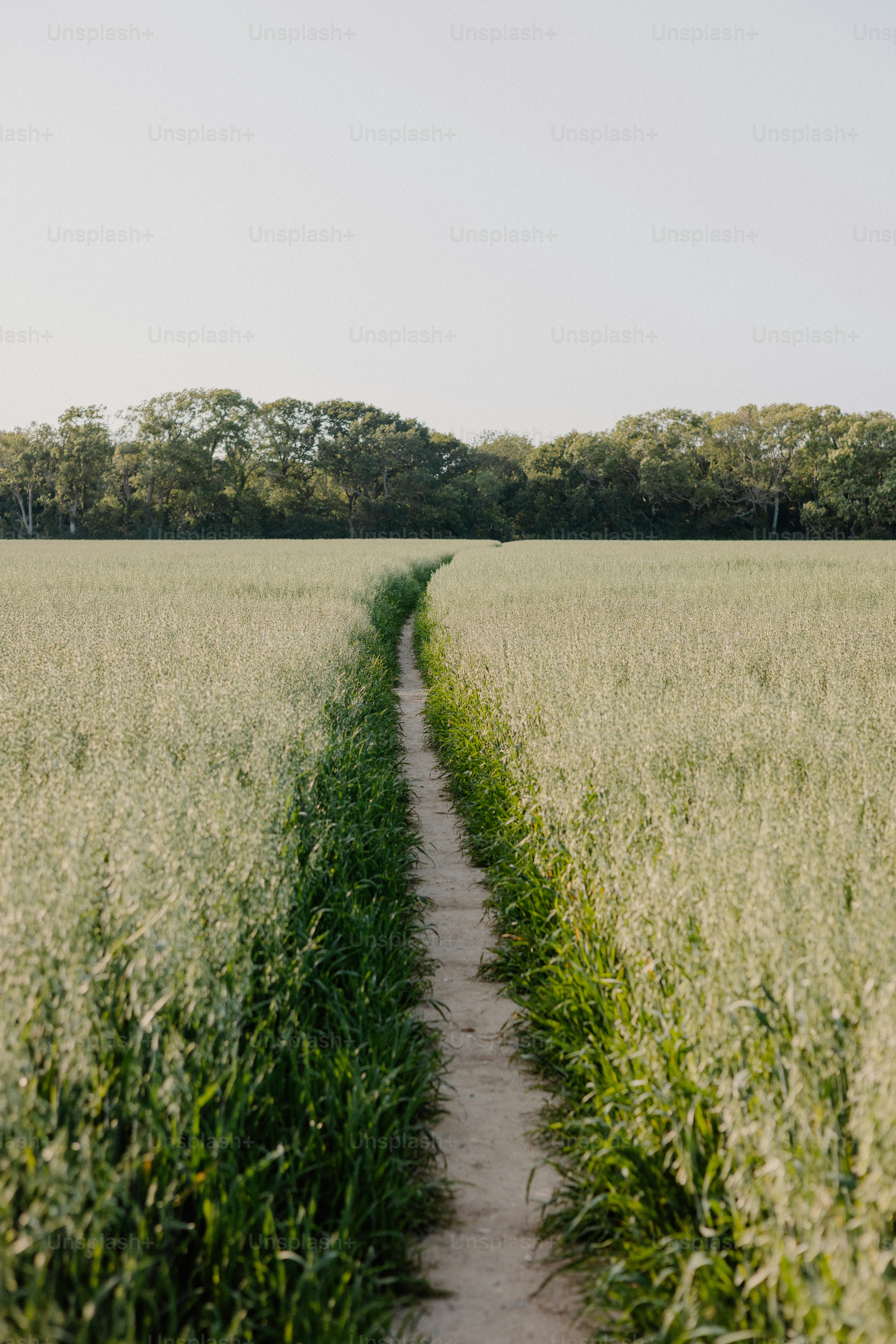 A close up of a grass growing on the side of a road photo – Free