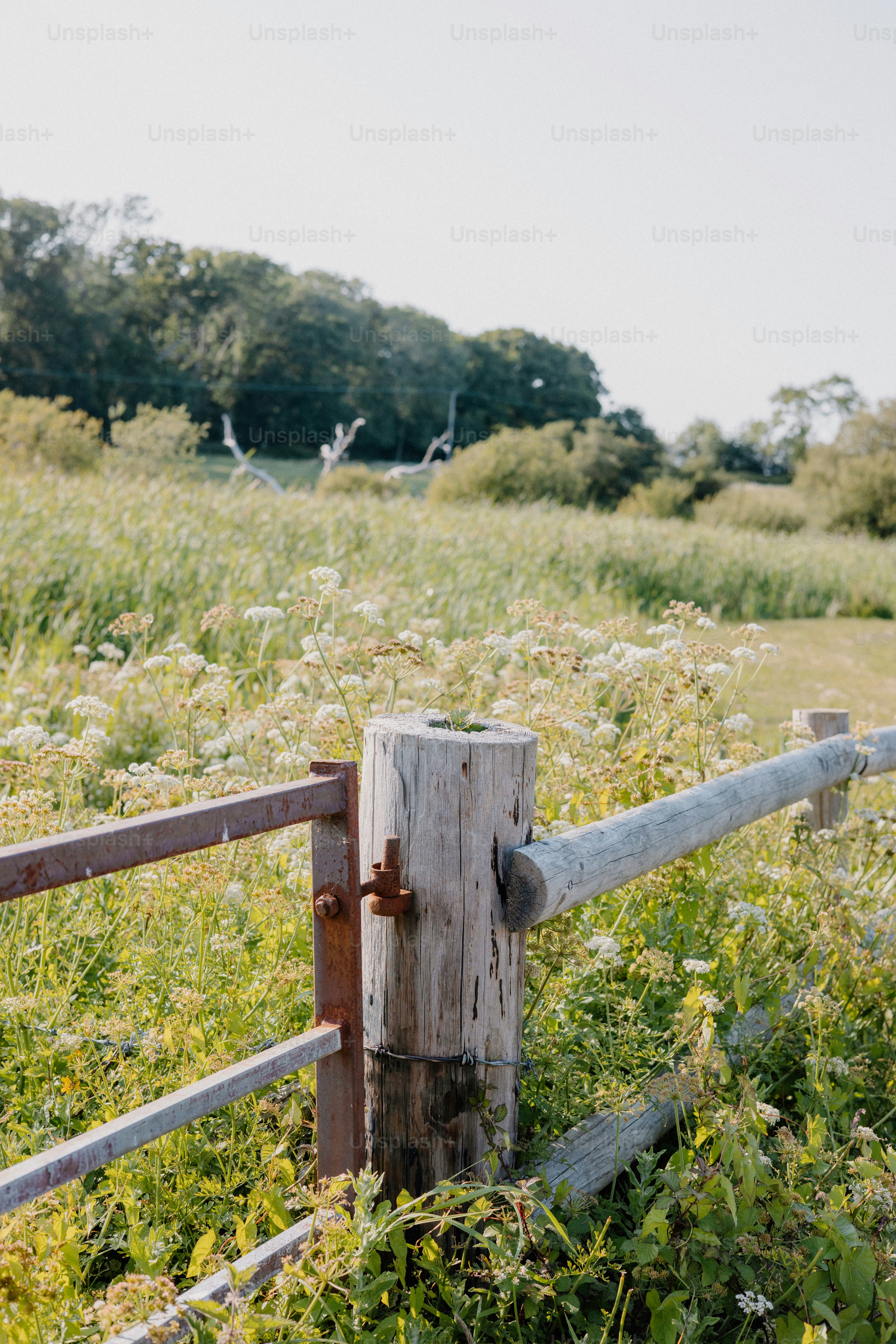 Wooden fence in a field of tall grass.
