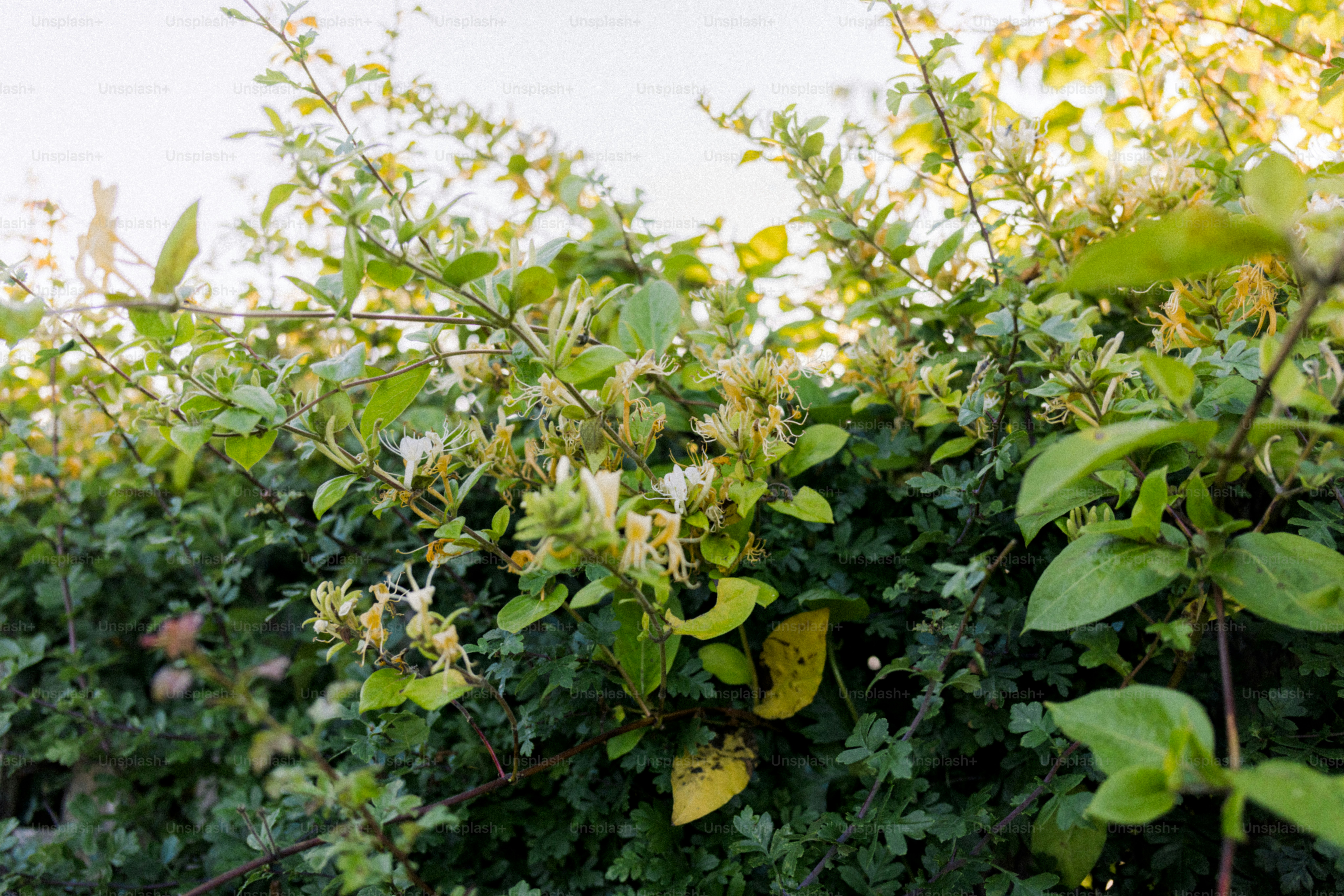Buisson à fleurs blanches et jaunes
