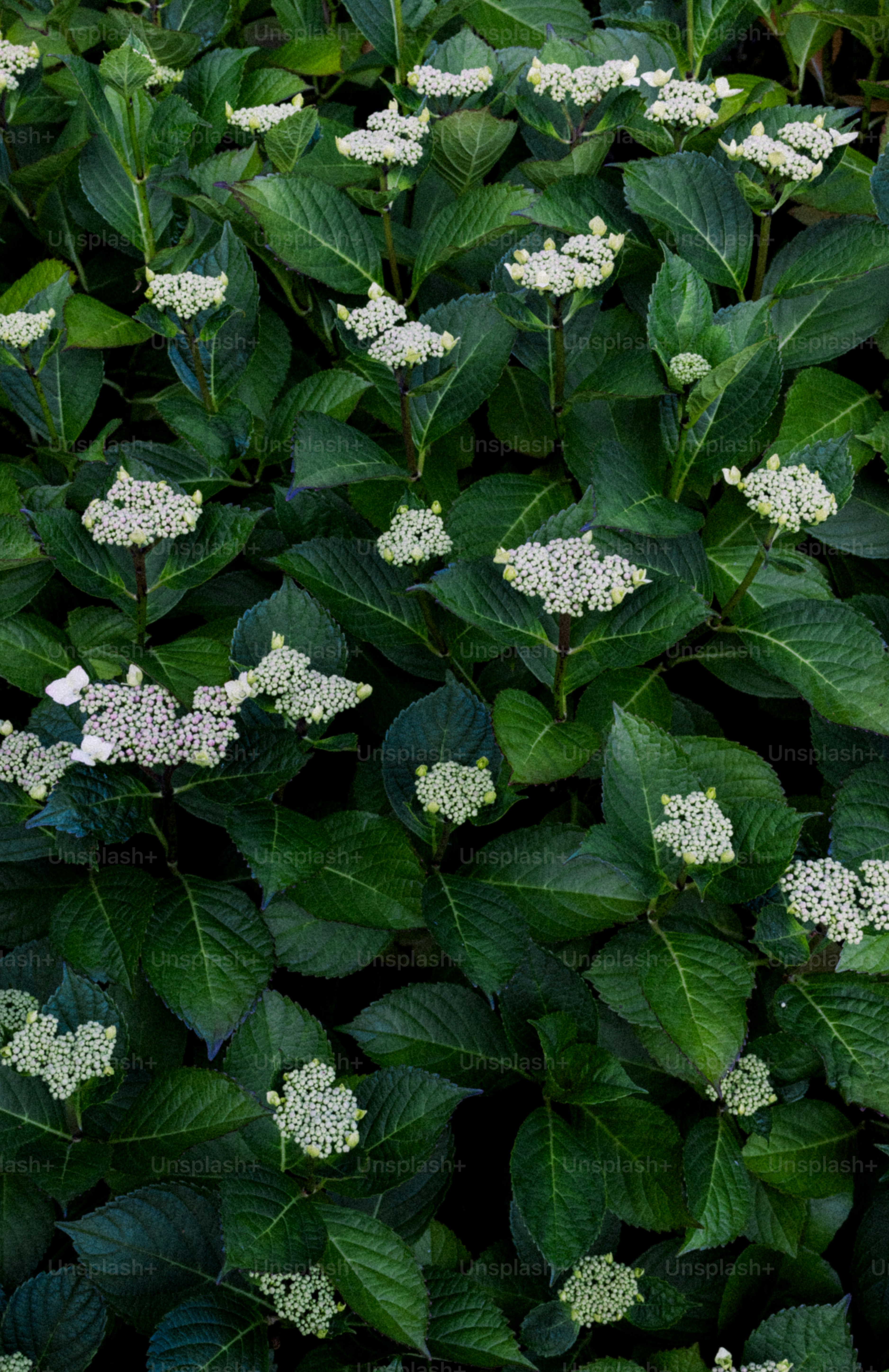 Green plants with white flowers.
