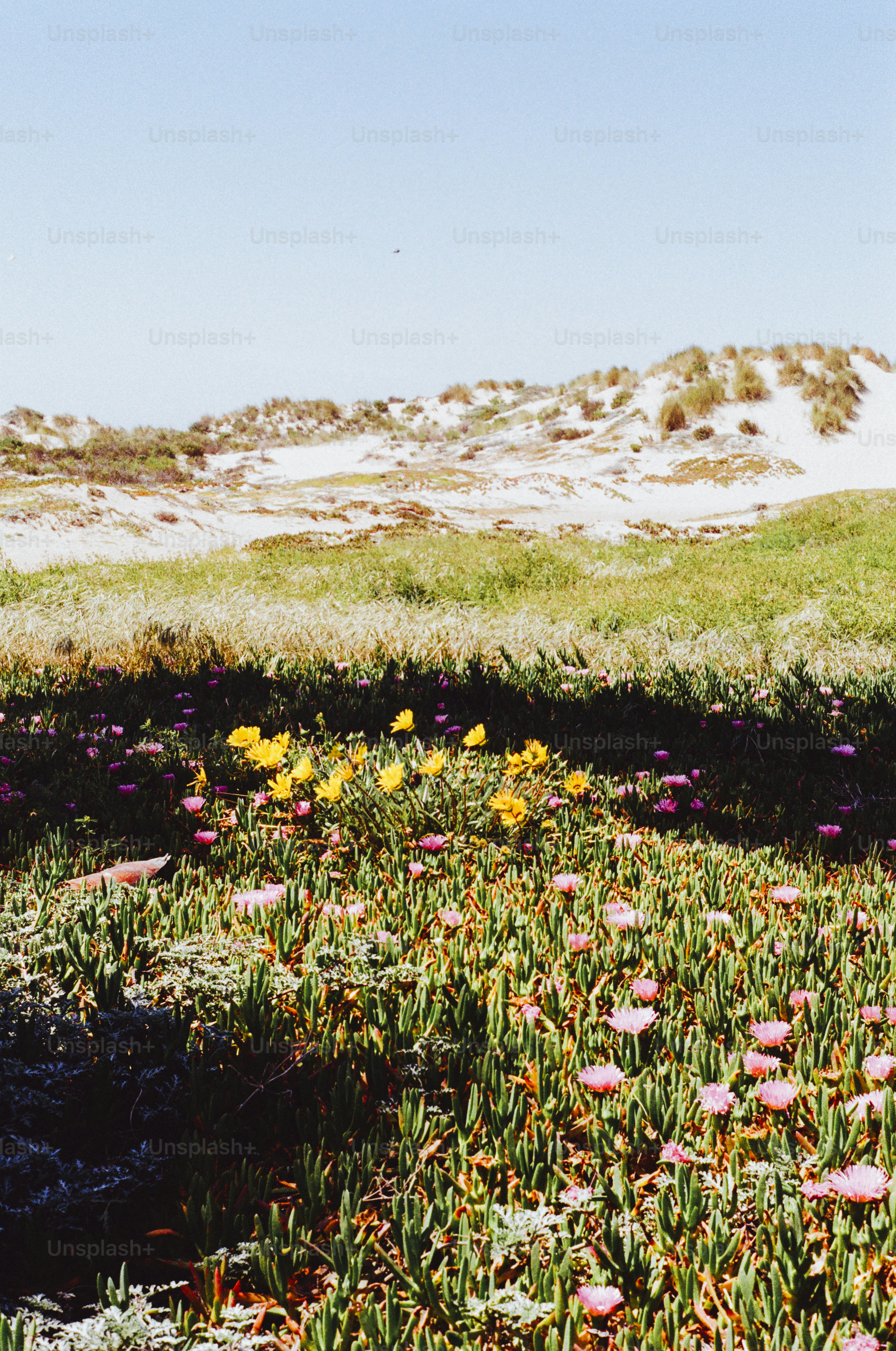 Flowers bloom in front of grassy sand dunes.