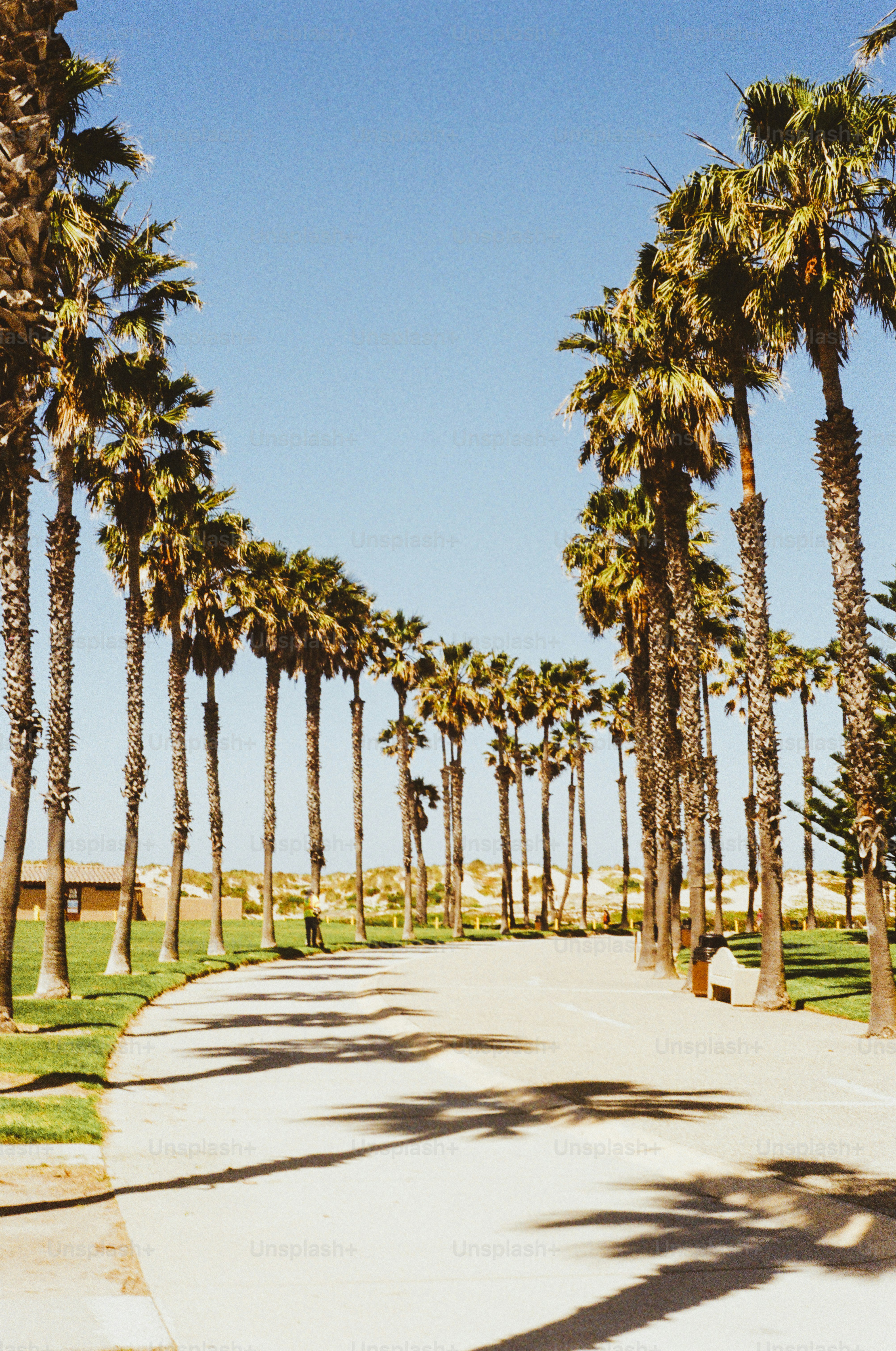 Palm trees line a road under a bright, blue sky.