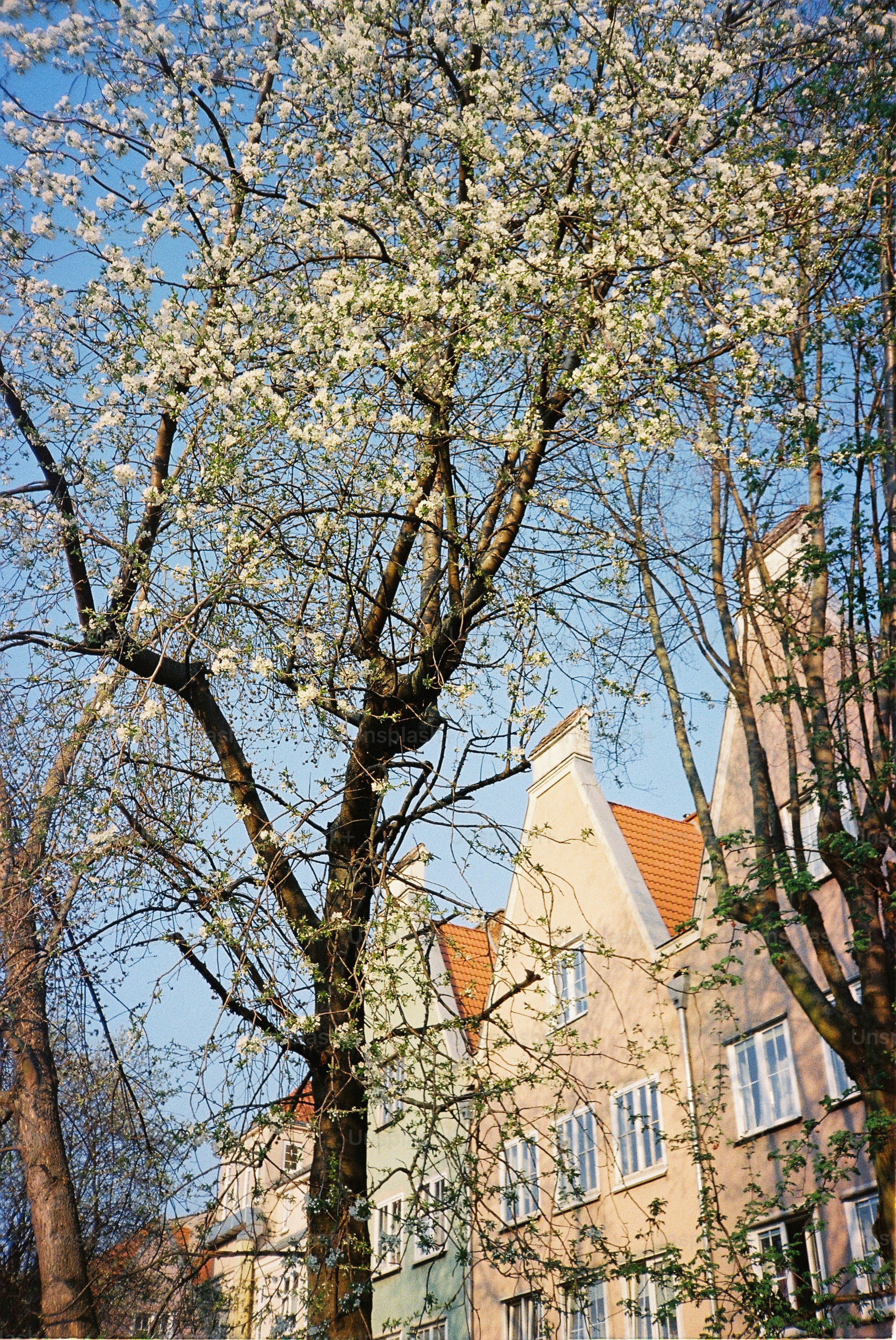 Arbre en fleurs et maisons colorées sous le ciel.