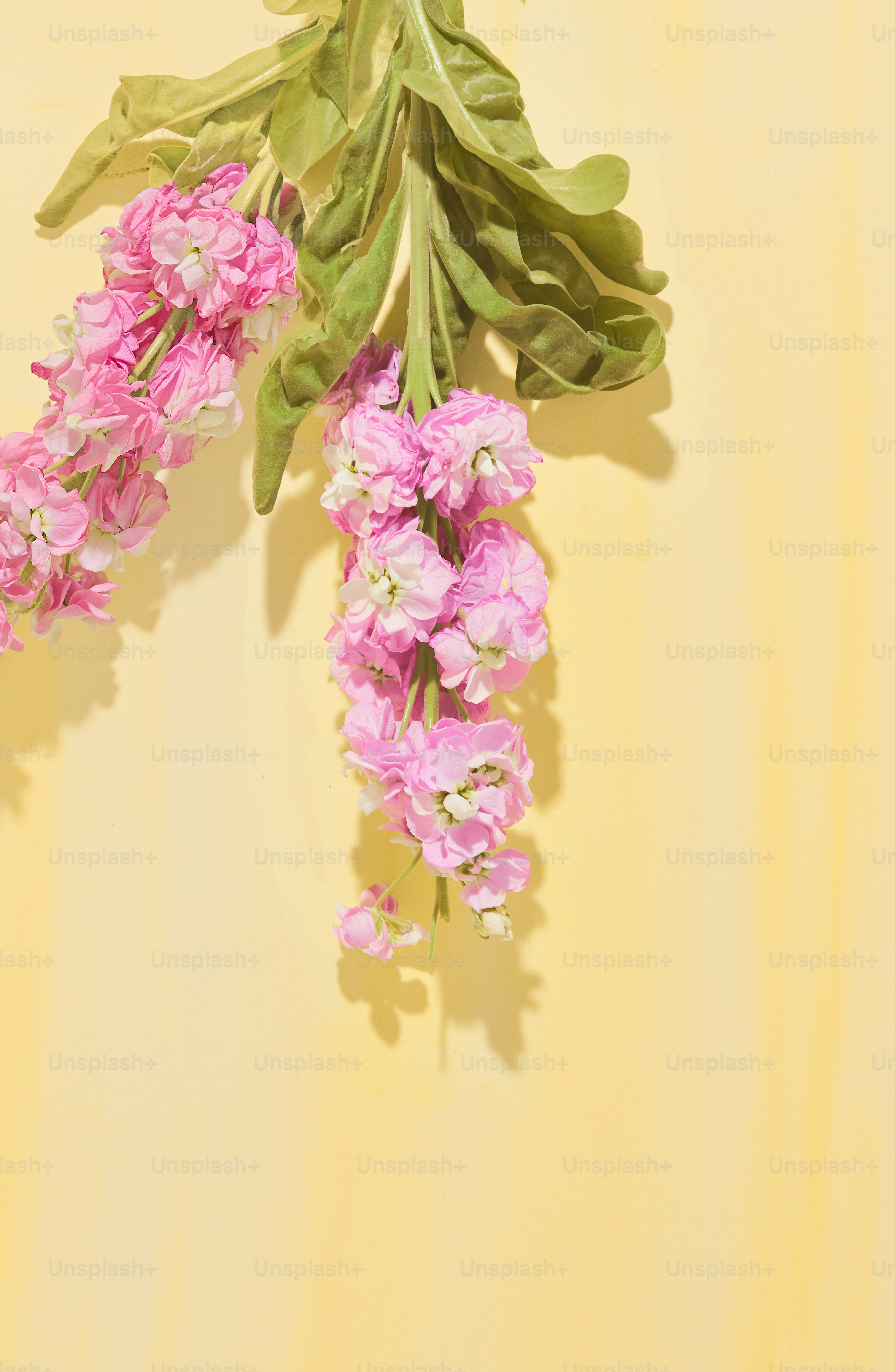 Pink flowers cascade against a yellow background.