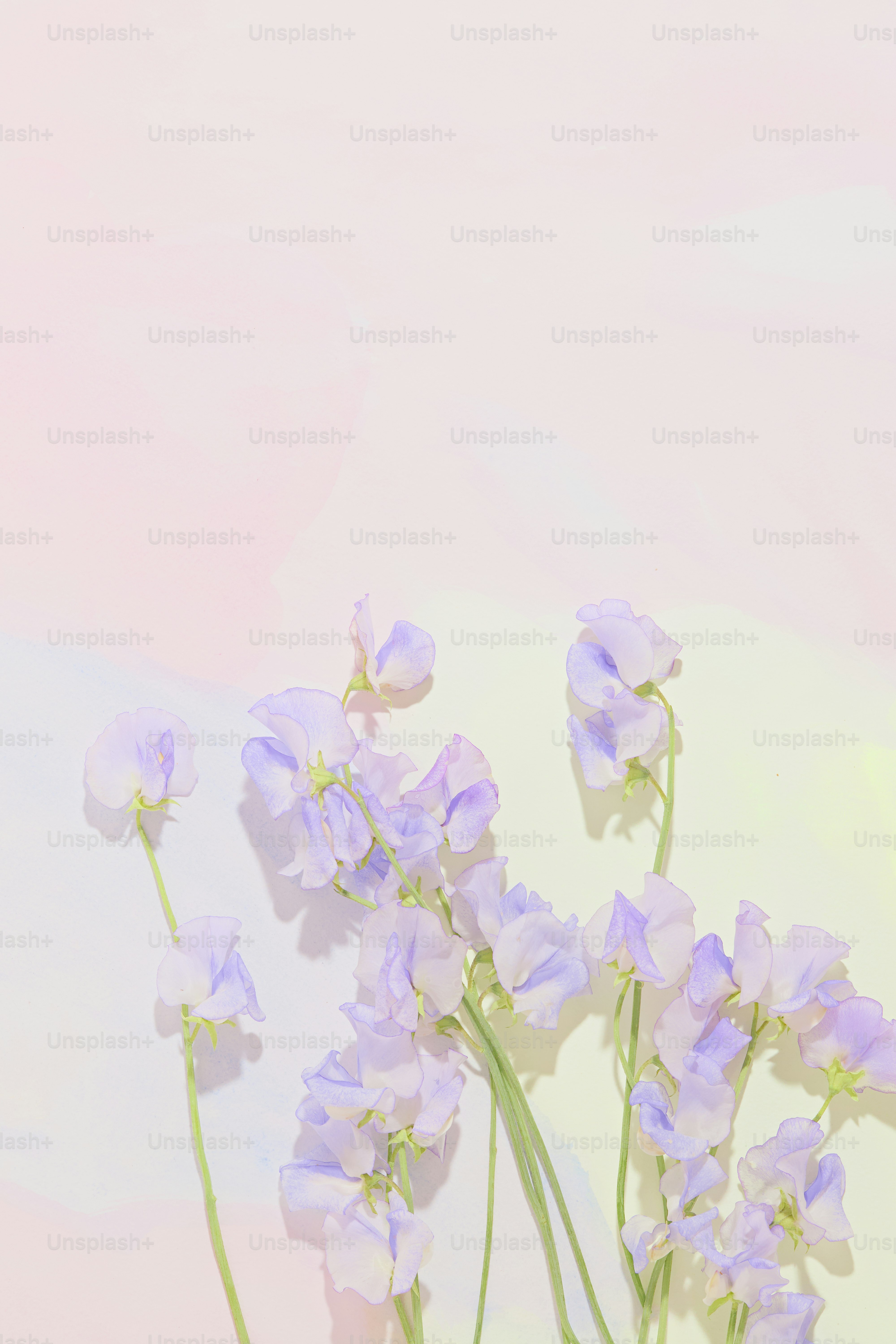 Delicate purple flowers bloom against a soft background.