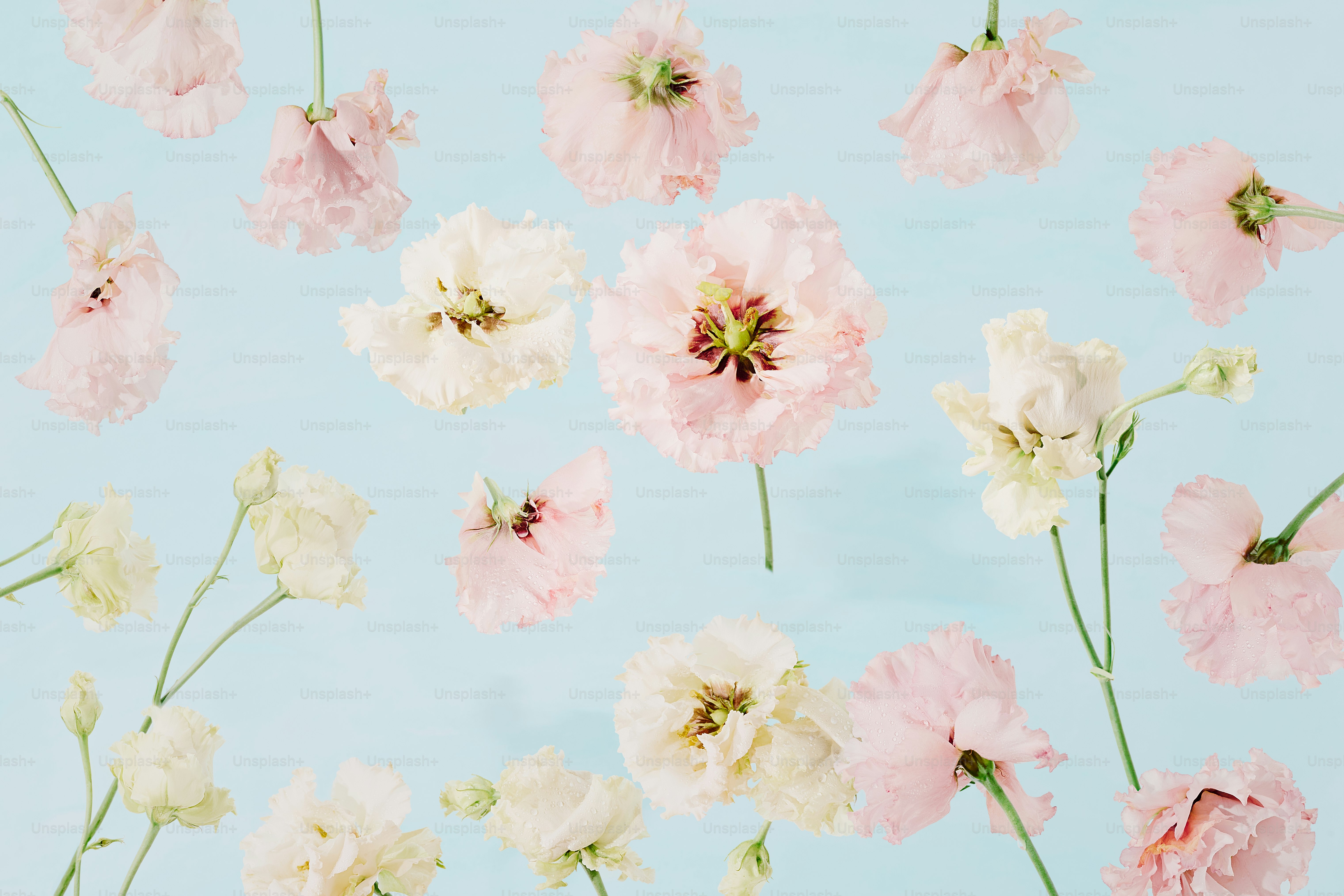 Flowers are scattered across a light blue background