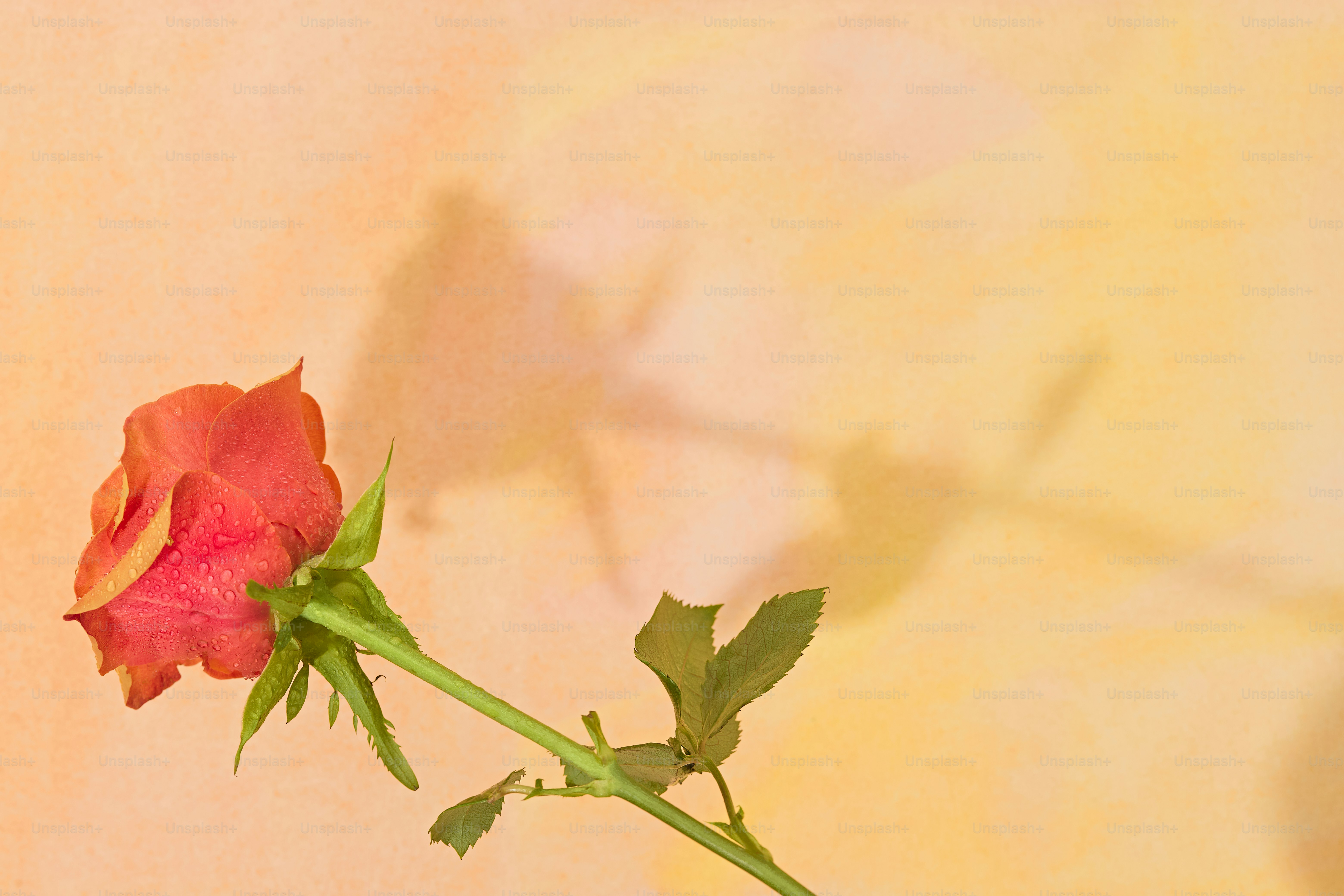 Eine rote Rose und ihr Schatten an einer Wand.