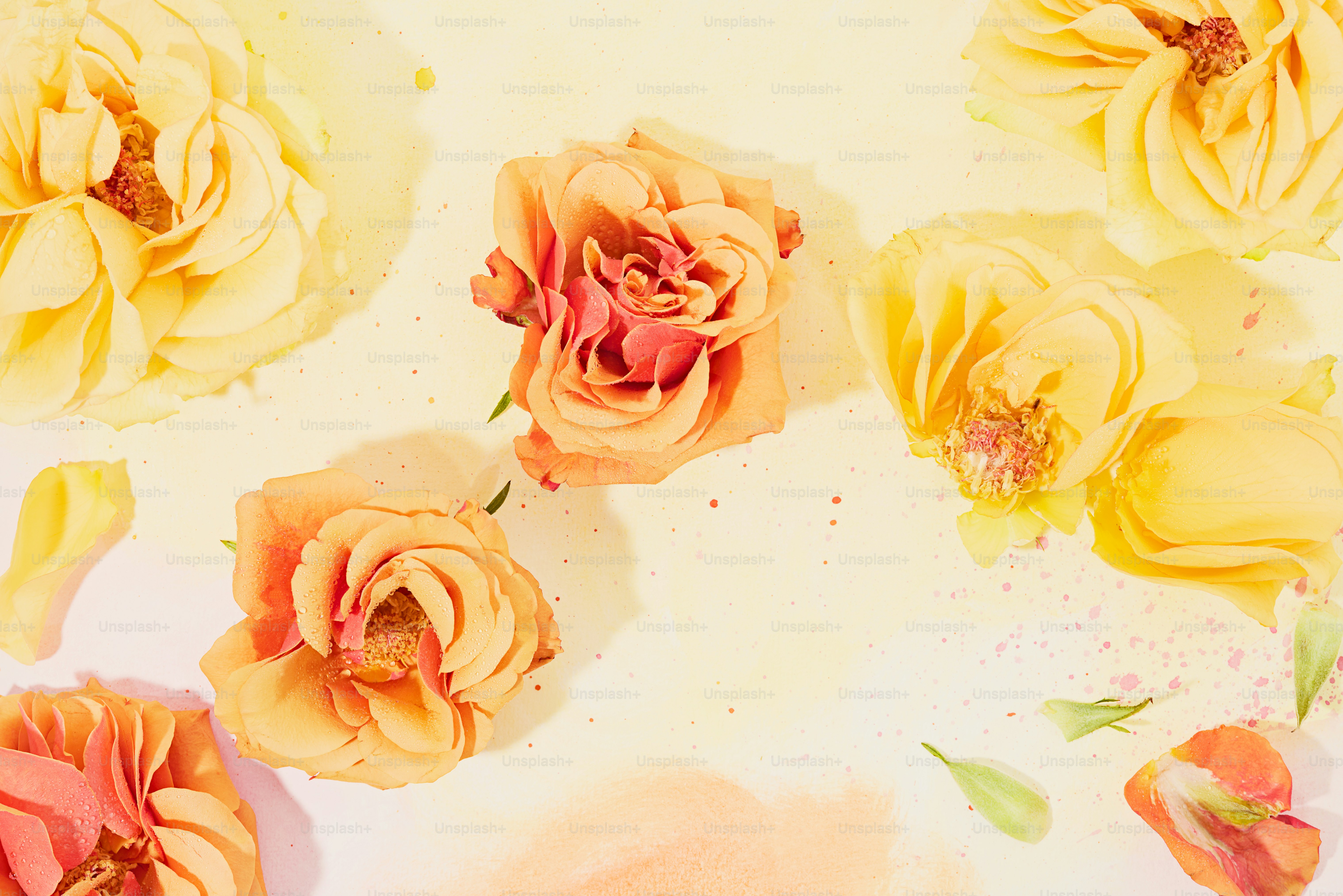 Gelbe und orangefarbene Rosen liegen auf weißer Fläche.