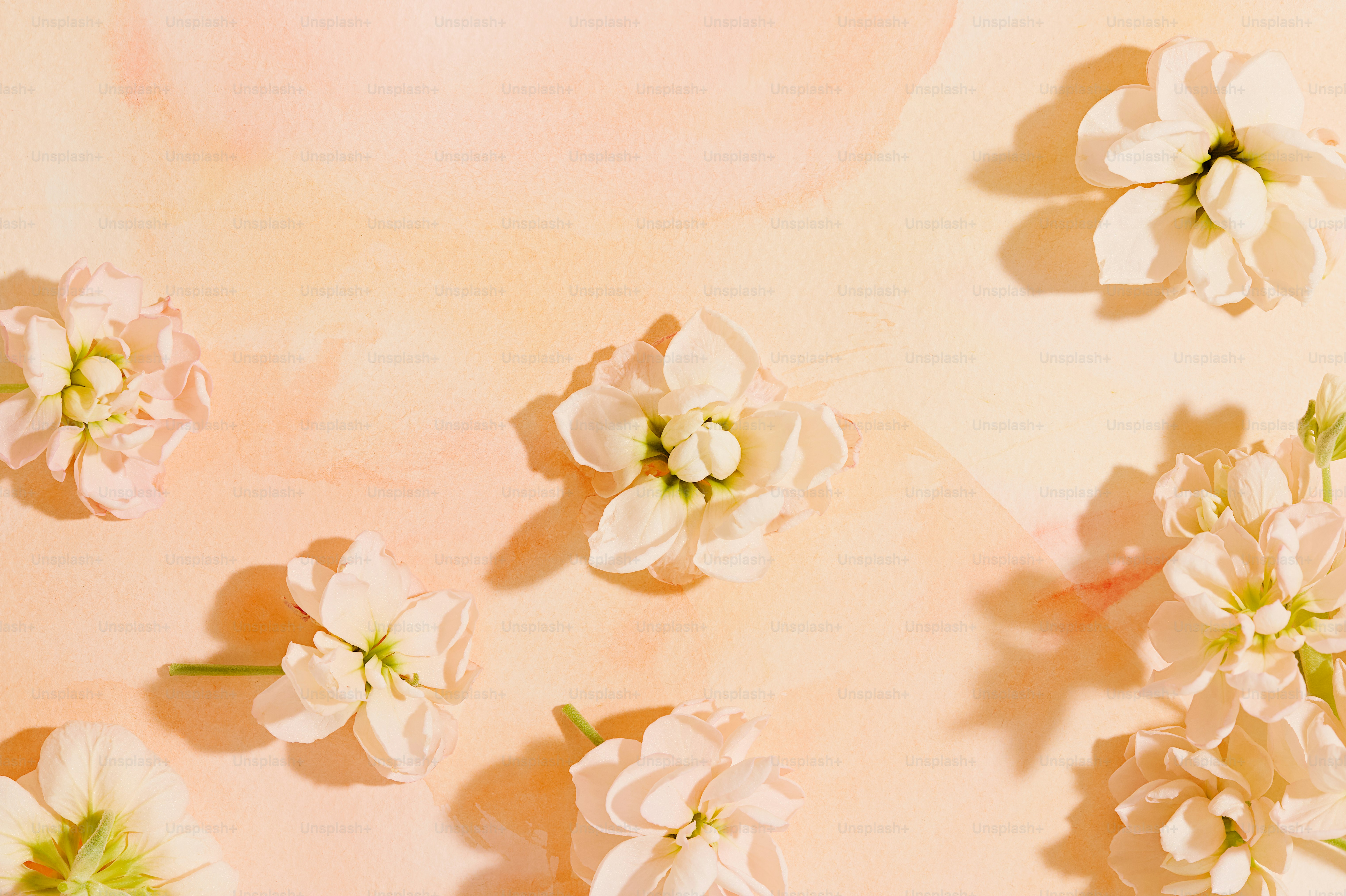 Weiße Blüten sind auf einem pfirsichfarbenen Hintergrund arrangiert.