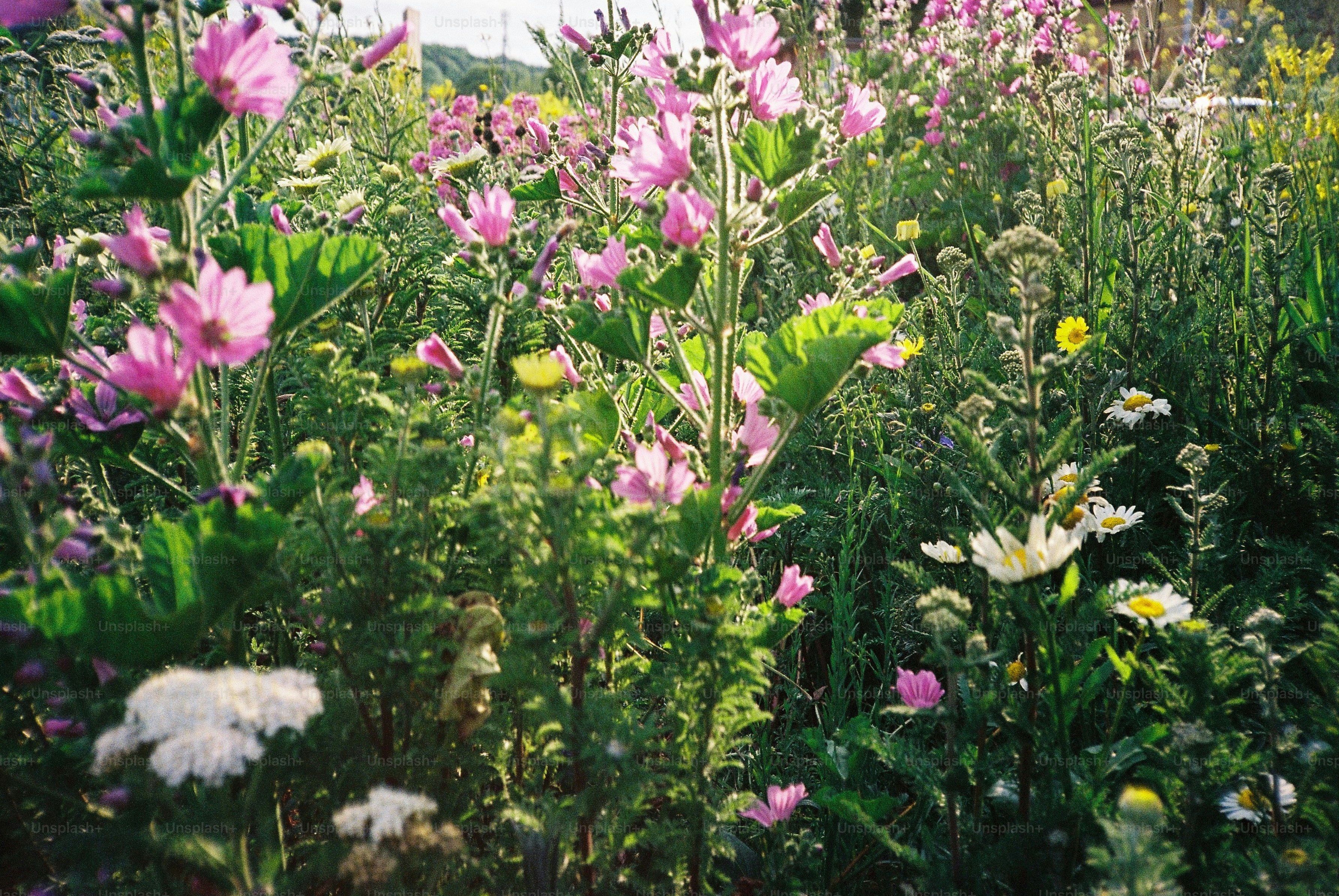 premium_photo-1750435155823-470711fac50a?ixid=M3wxMjA3fDB8MXxzZWFyY2h8NXx8cGxhbiUyMGhlcmJhbGlmZSUyMHBhcmElMjB2ZXJhbm98ZW58MHx8fHwxNzYyMDA3NDQ5fDA\u0026ixlib=rb-4.1.0