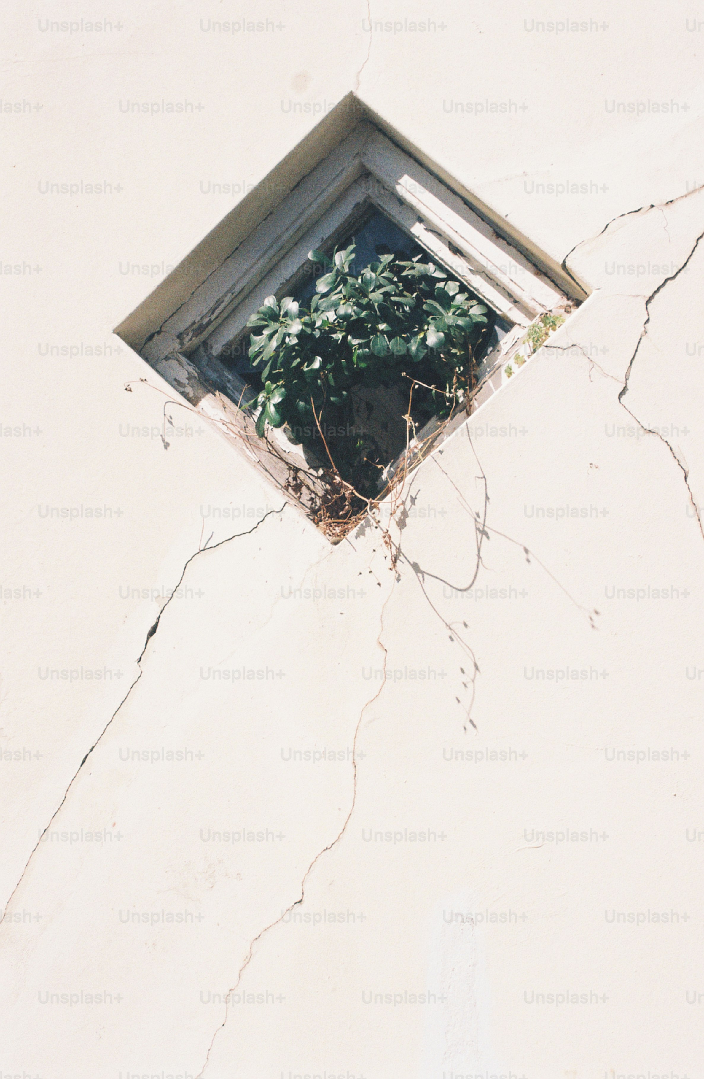 Las plantas prosperan dentro de una ventana de pared.