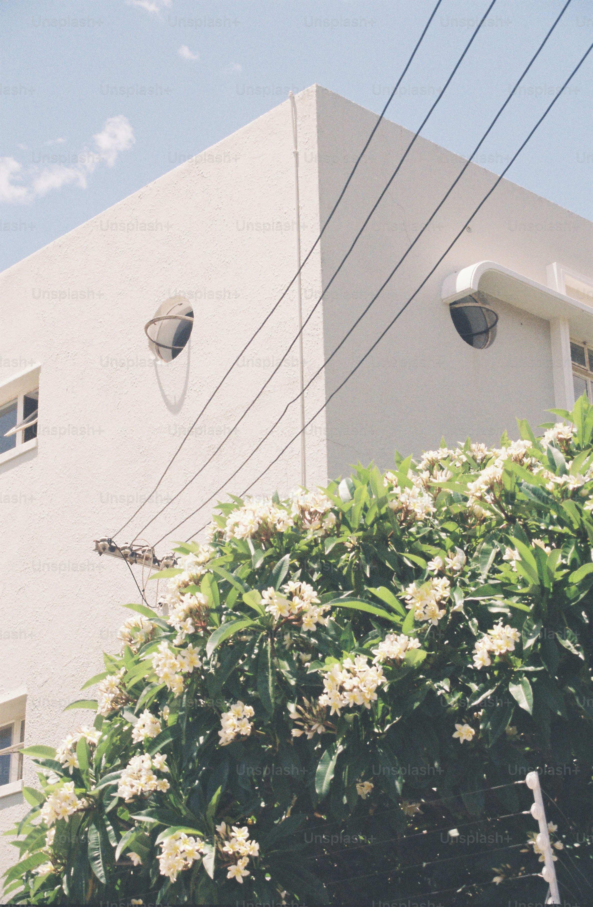 Un edificio blanco con cables eléctricos y un árbol en flor.