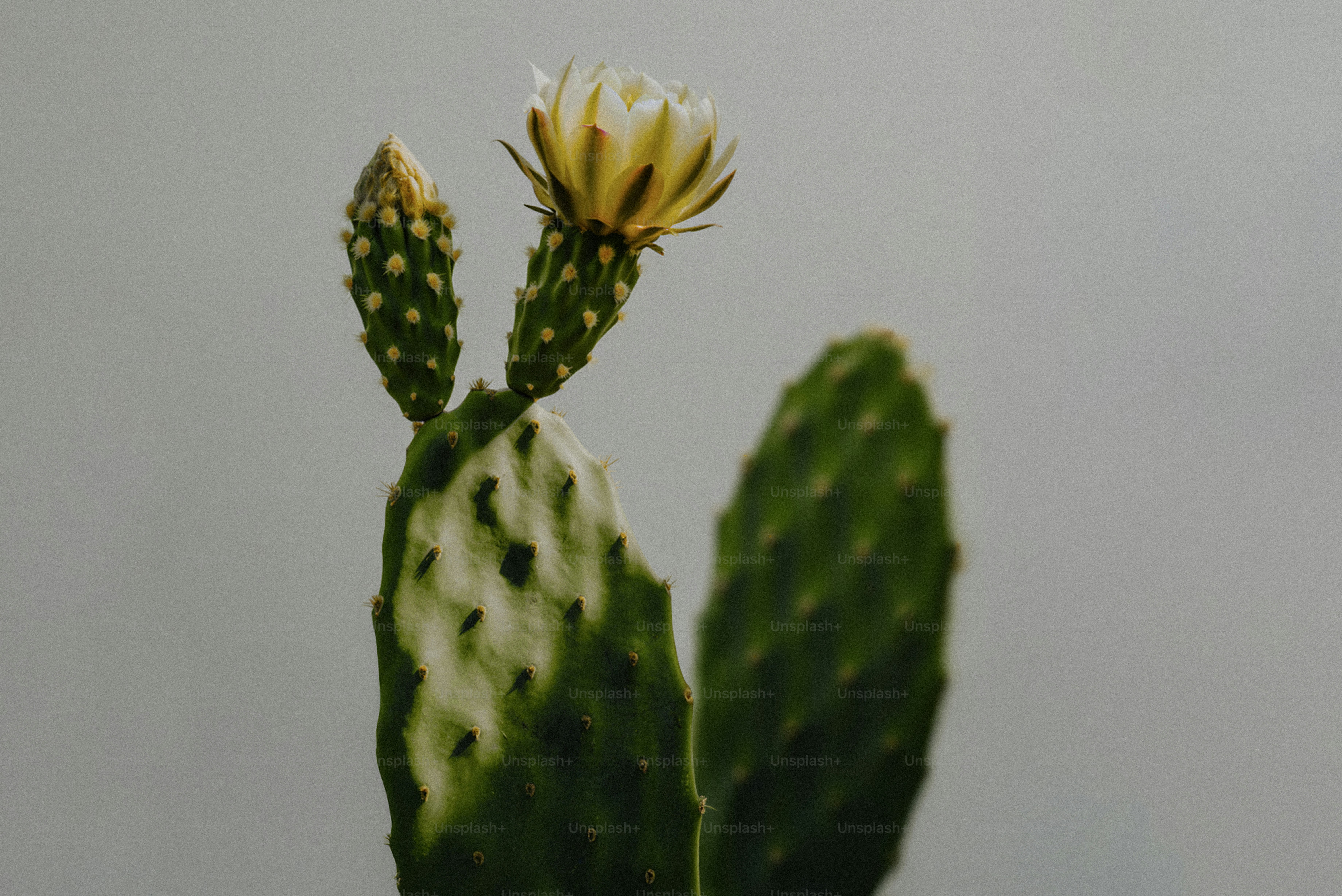 A cactus with a beautiful yellow flower