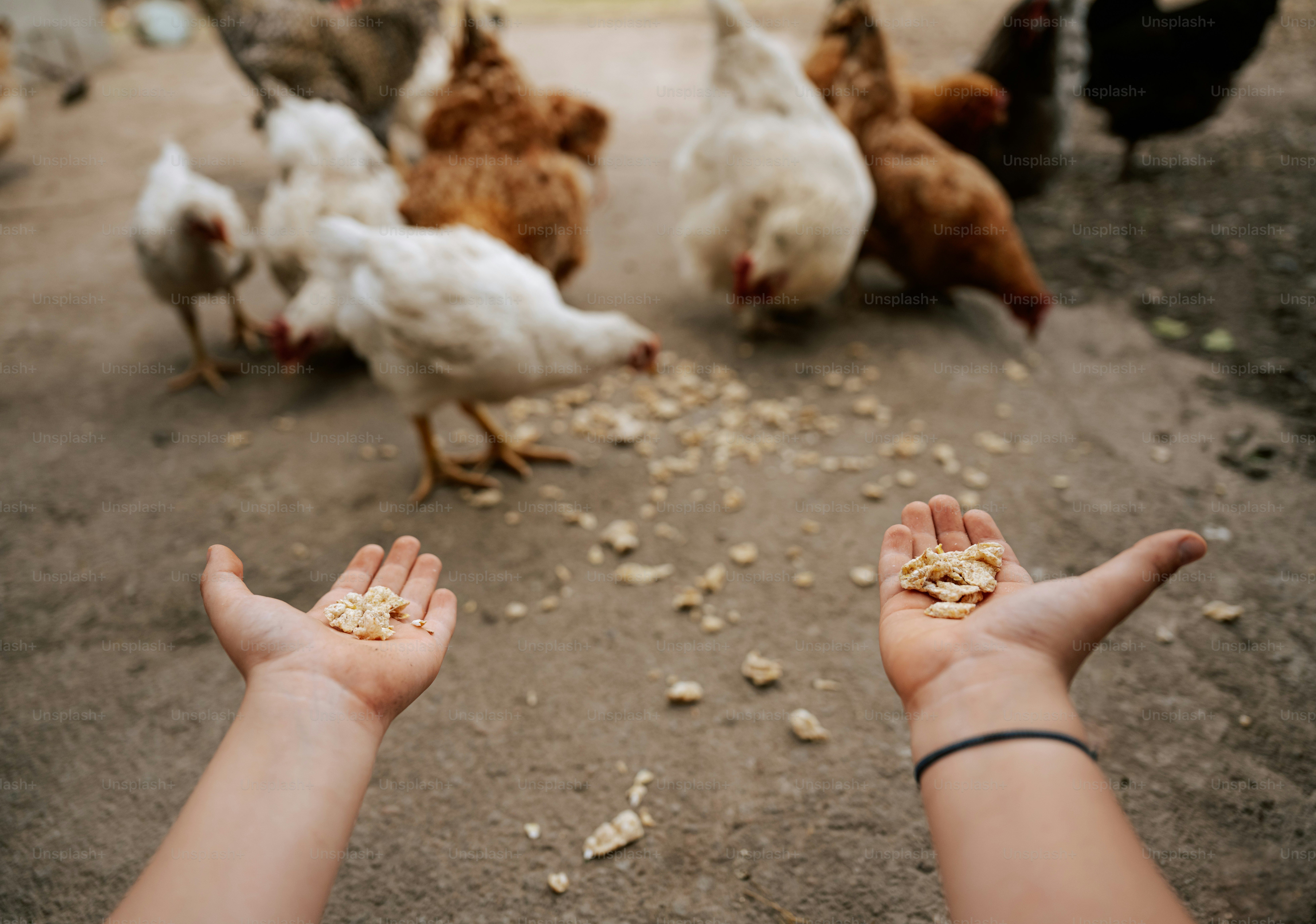 Person feeds chickens from their open hands.