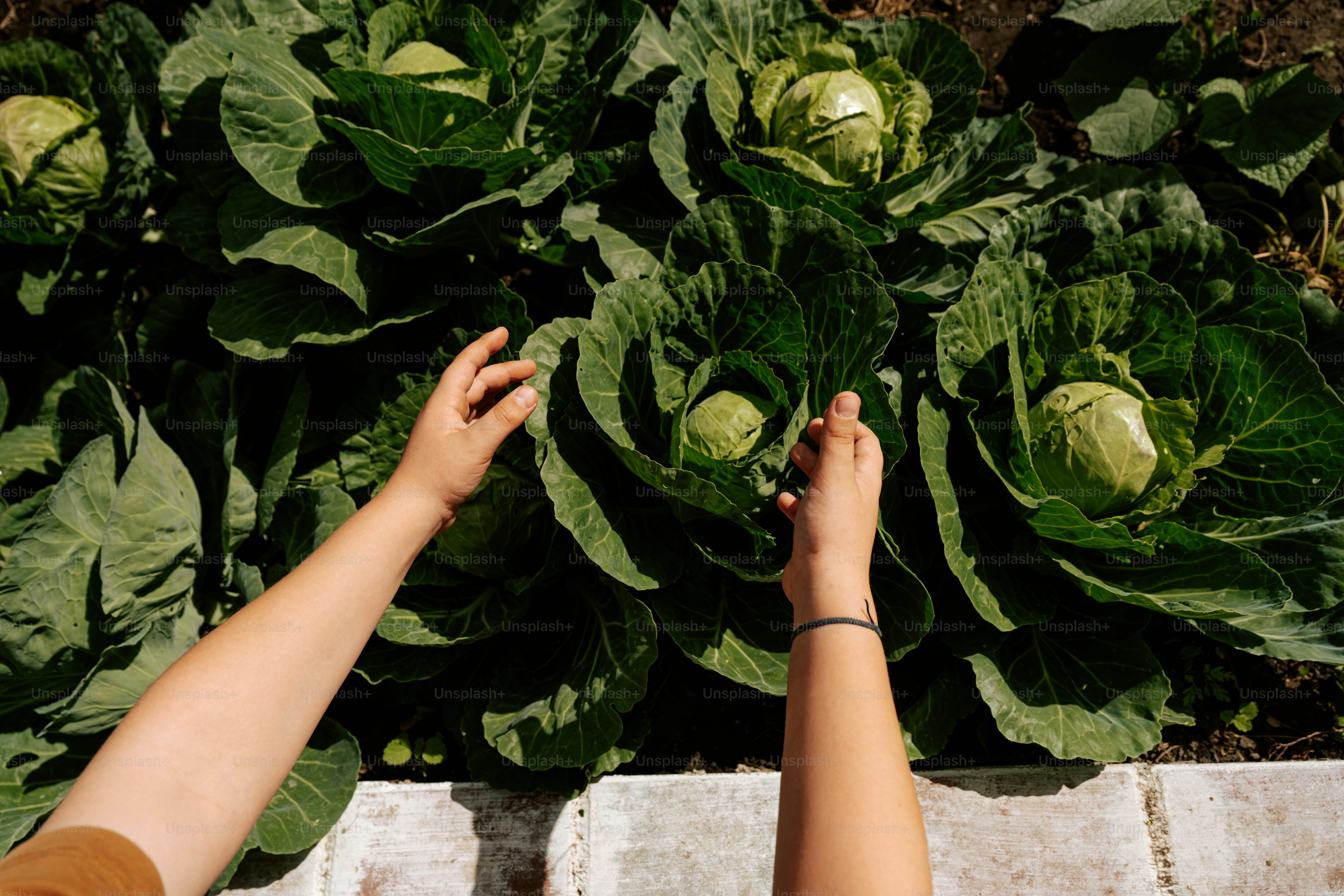 Person's hands inspecting large cabbages in garden.
