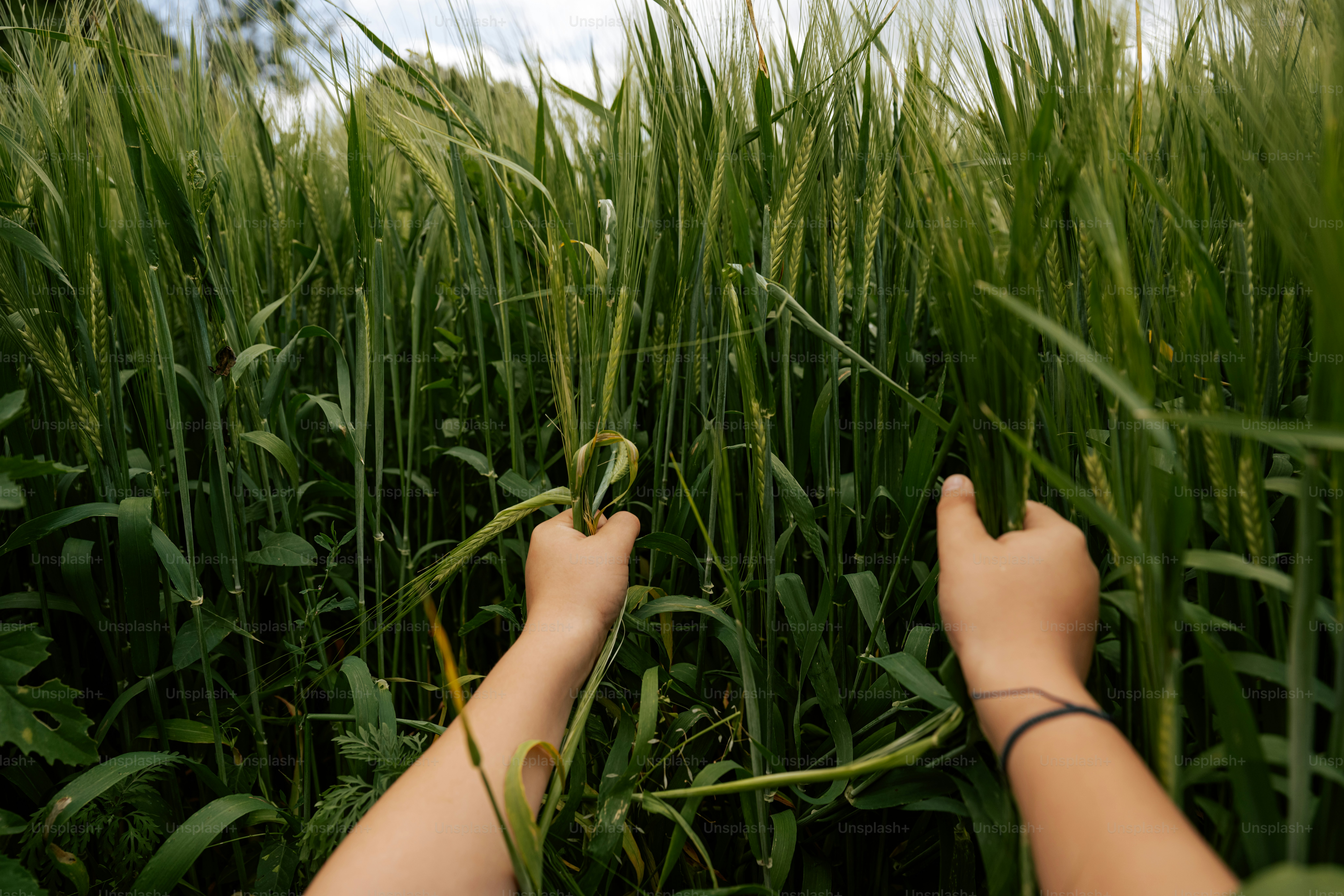 Hands reach through a field of tall, green plants.