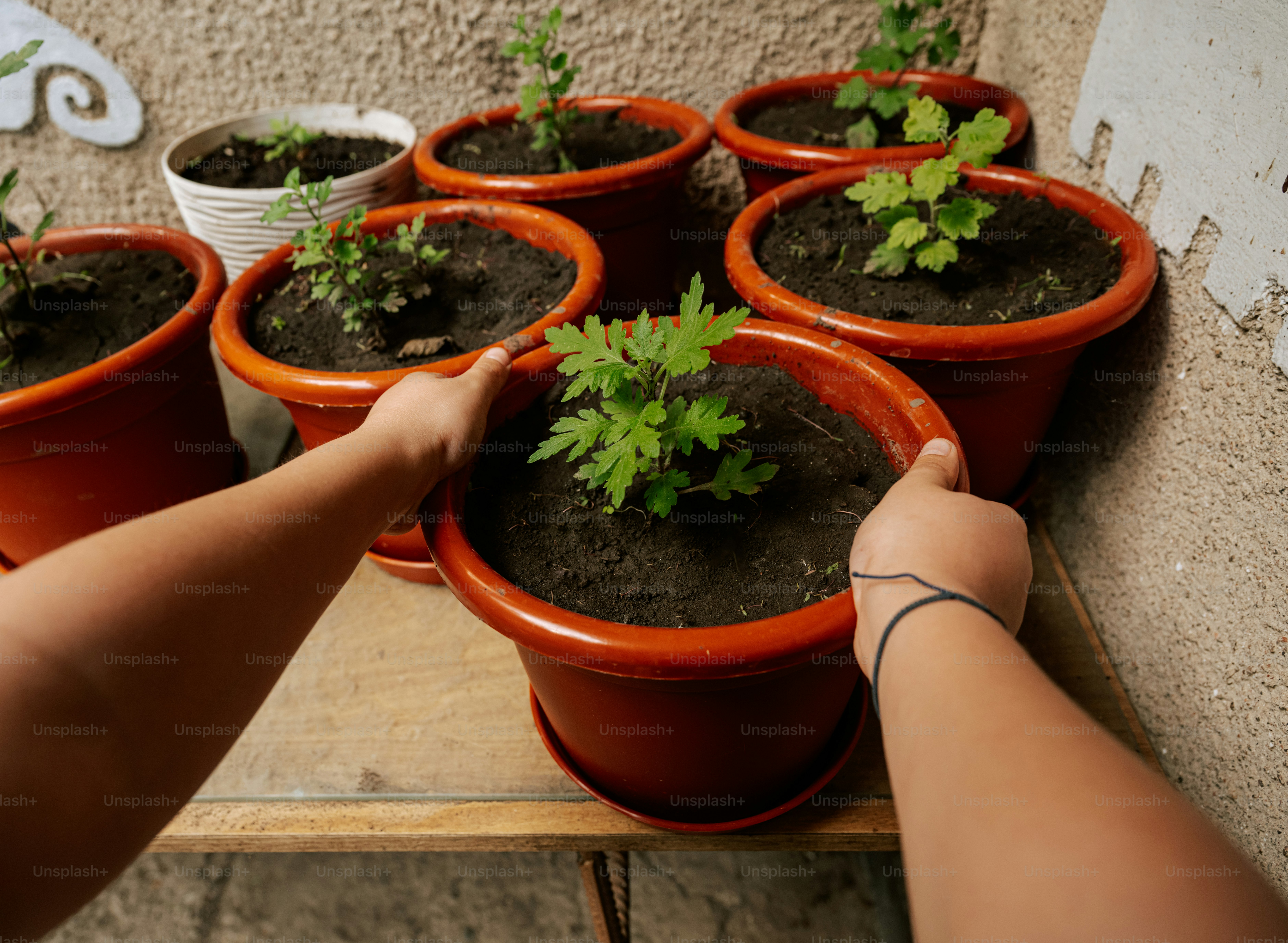 Someone is holding a plant pot.