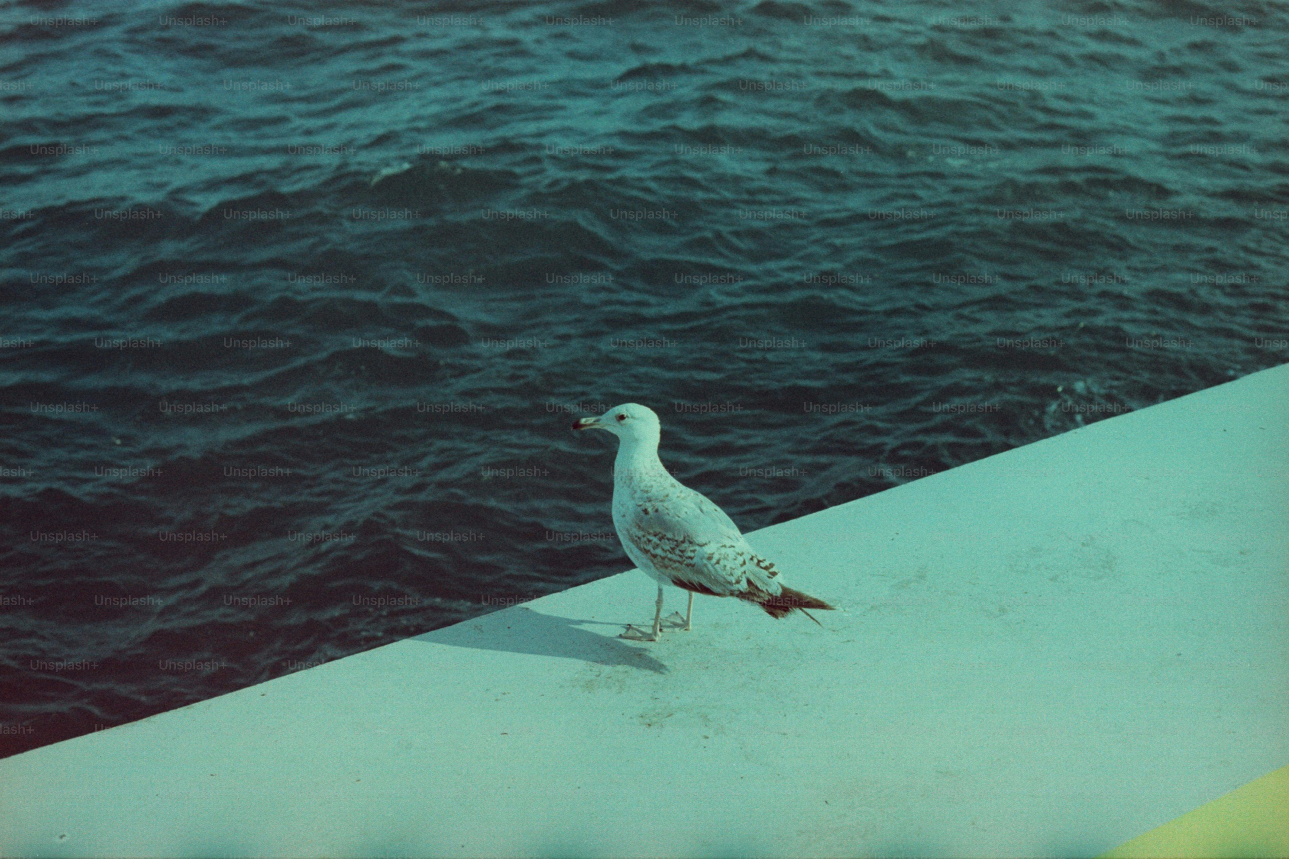A seagull stands beside wavy, dark water.